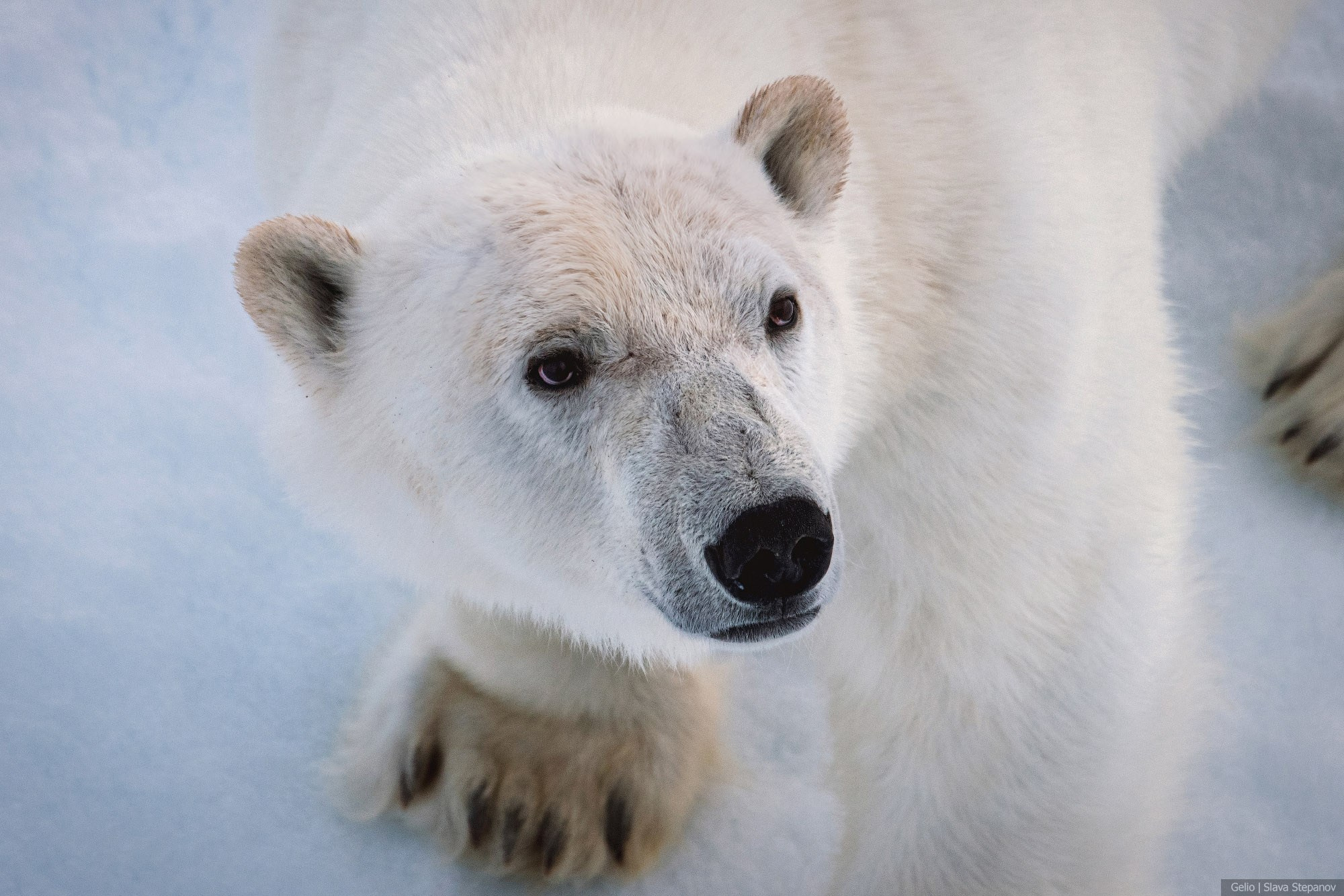 Природа. Фотограф Слава Степанов, Gelio