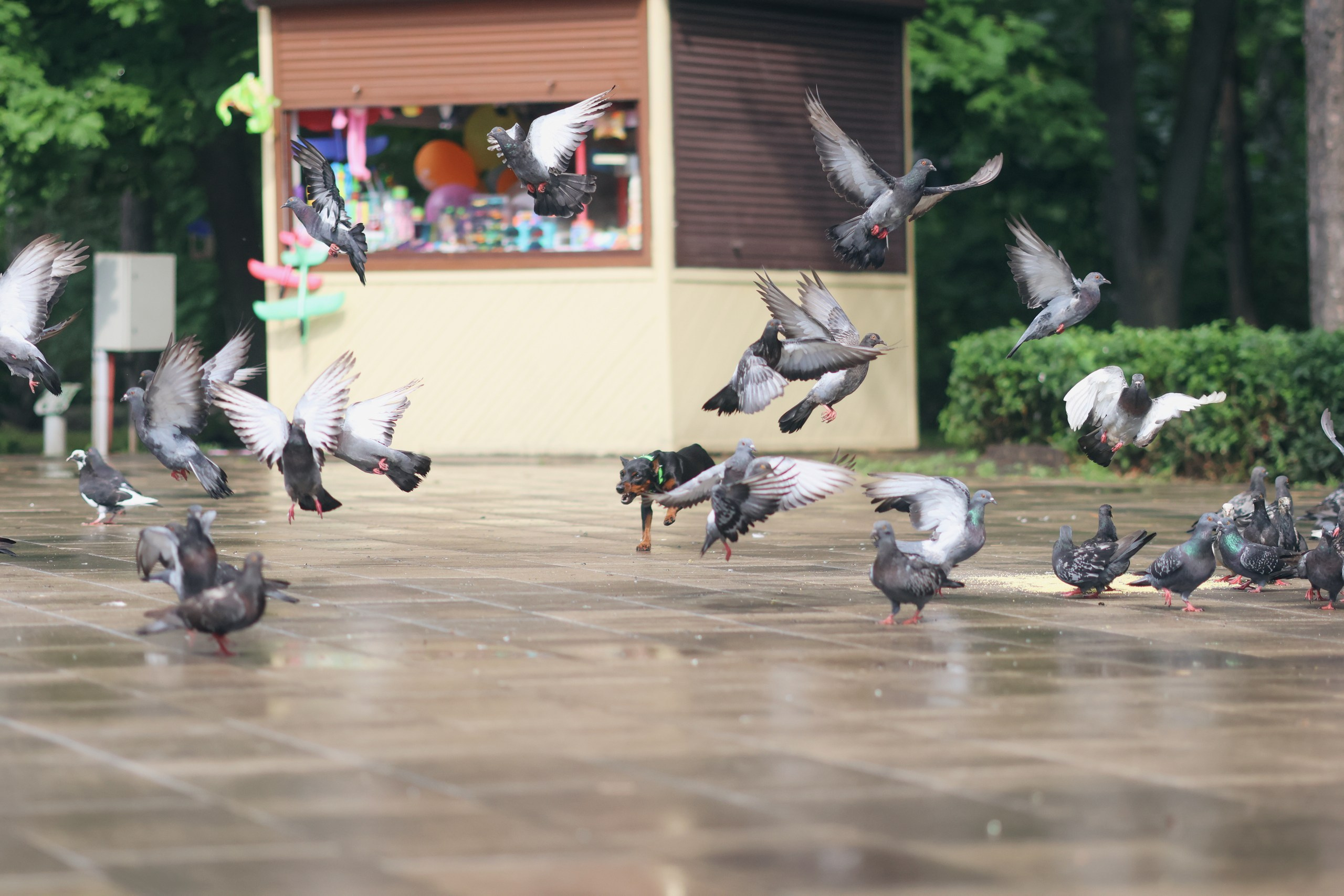 Четыре Лапы. Свадебный и репортажный фотограф Дмитрий Кононенко