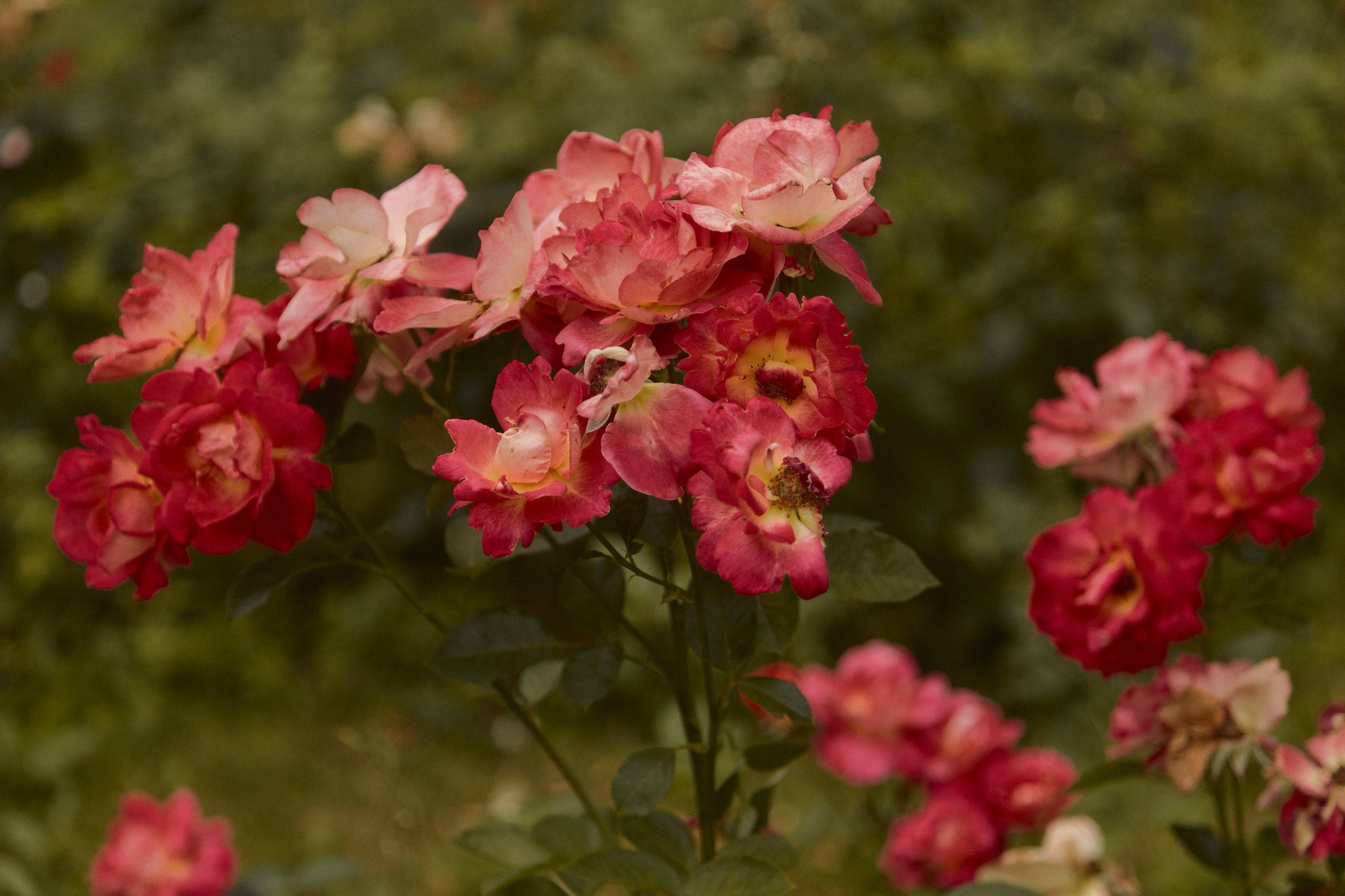 Ася. Egor Plakhotin Photography