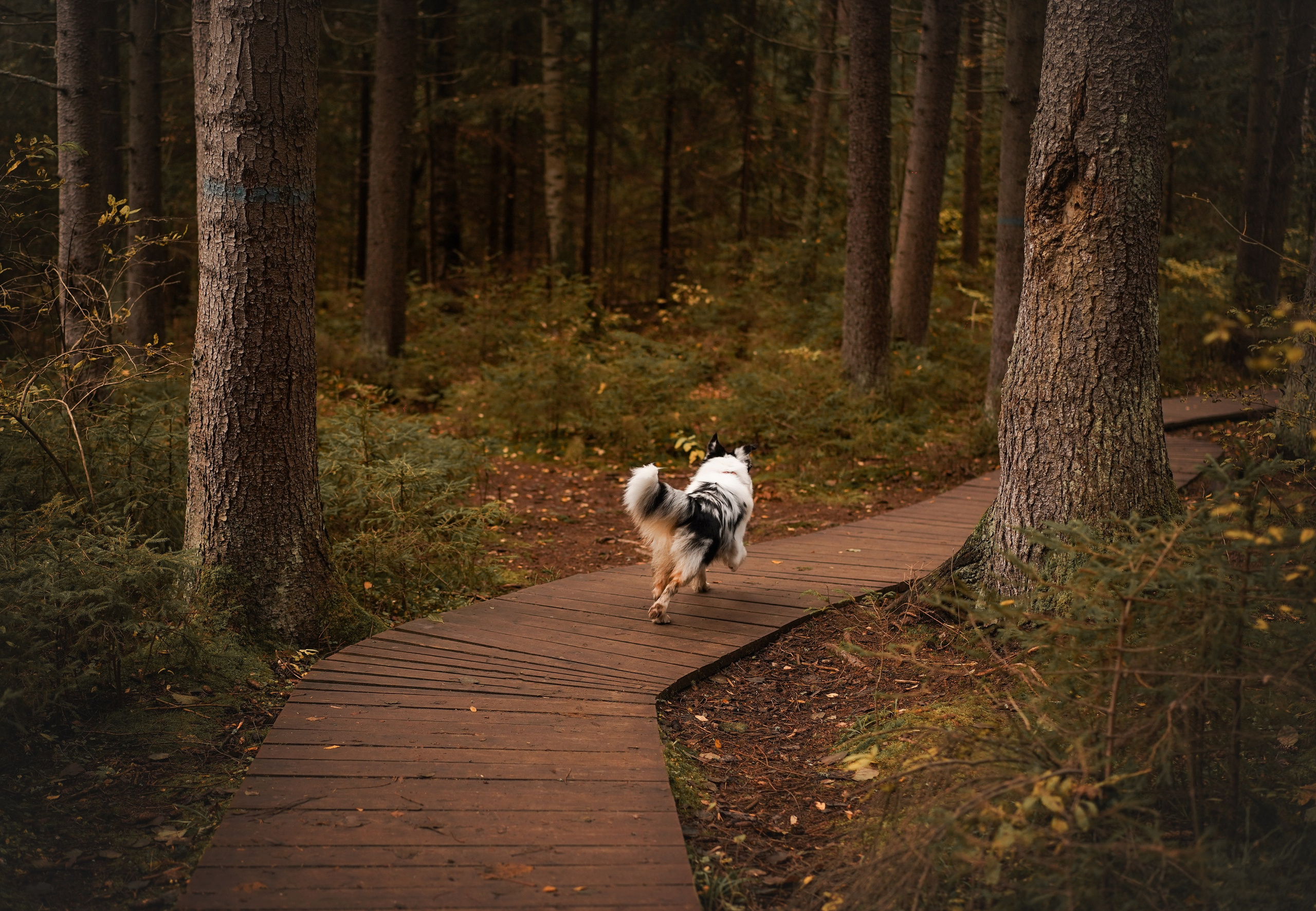 Соня Гавриил и Юкки. Фотограф-анималист в Санкт-Петербурге Яна Мартынова