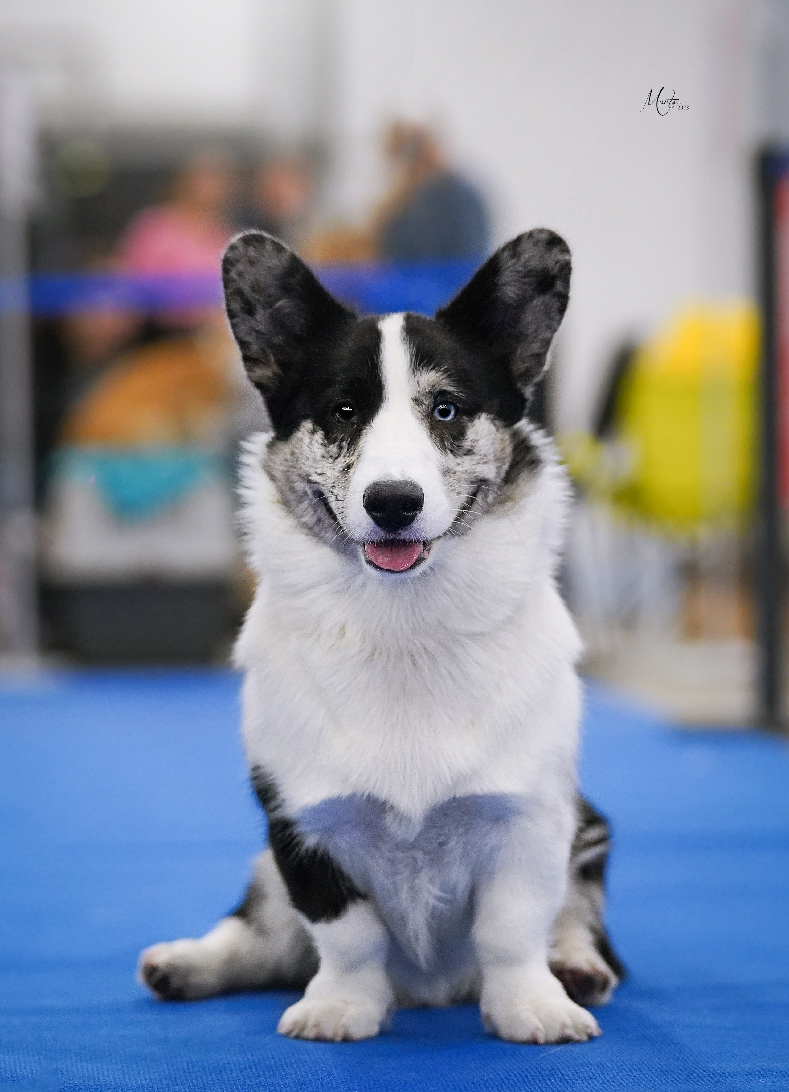 Выставки 2023. Фотограф-анималист в Санкт-Петербурге Яна Мартынова