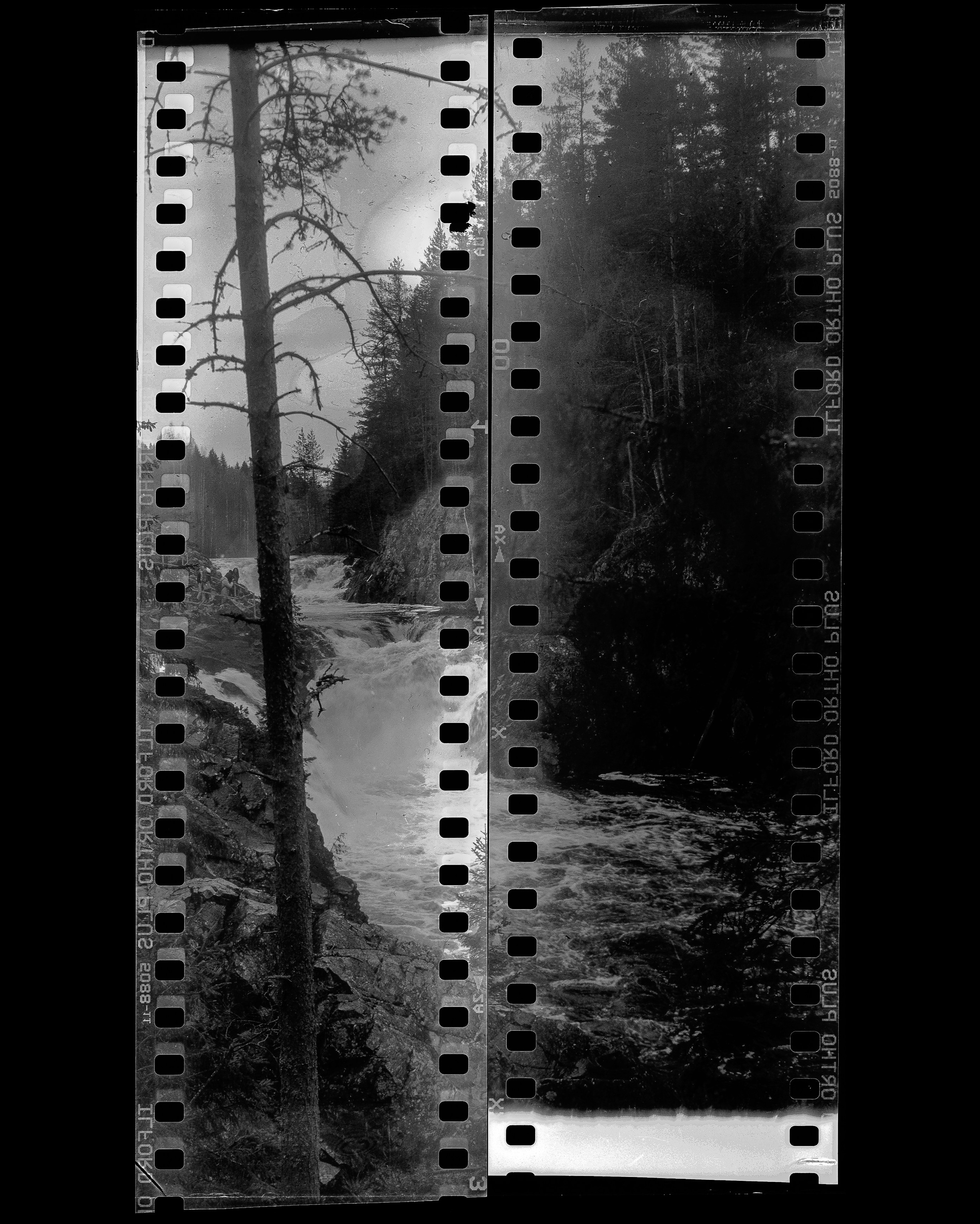 Ilford Ortho