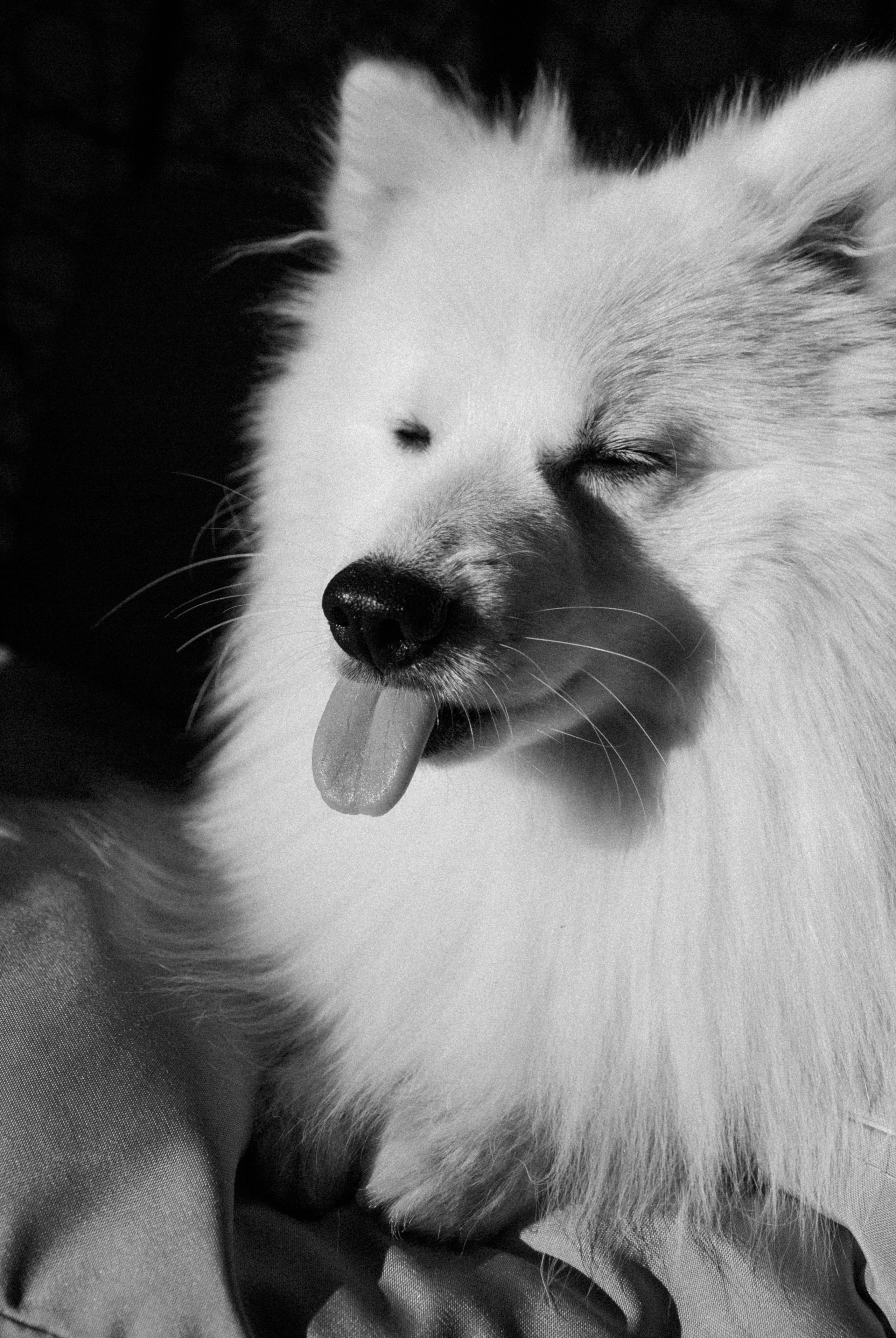 Зоопарк в моём багаже. Кошенкова Мария: портретный и репортажный фотограф. Санкт-Петербург