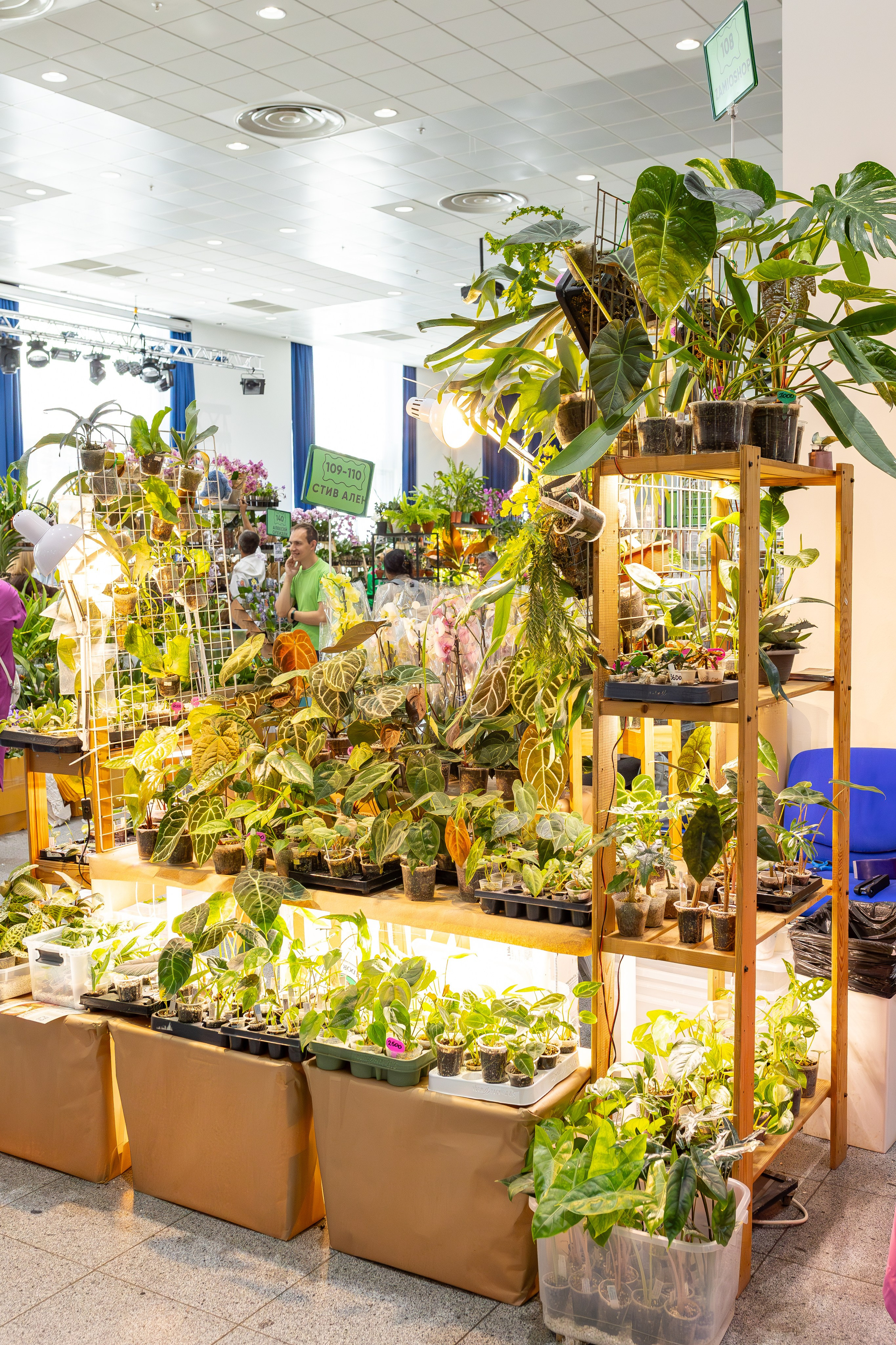 Орхидиум сентябрь 2025. Александра Куликова фотограф, Москва