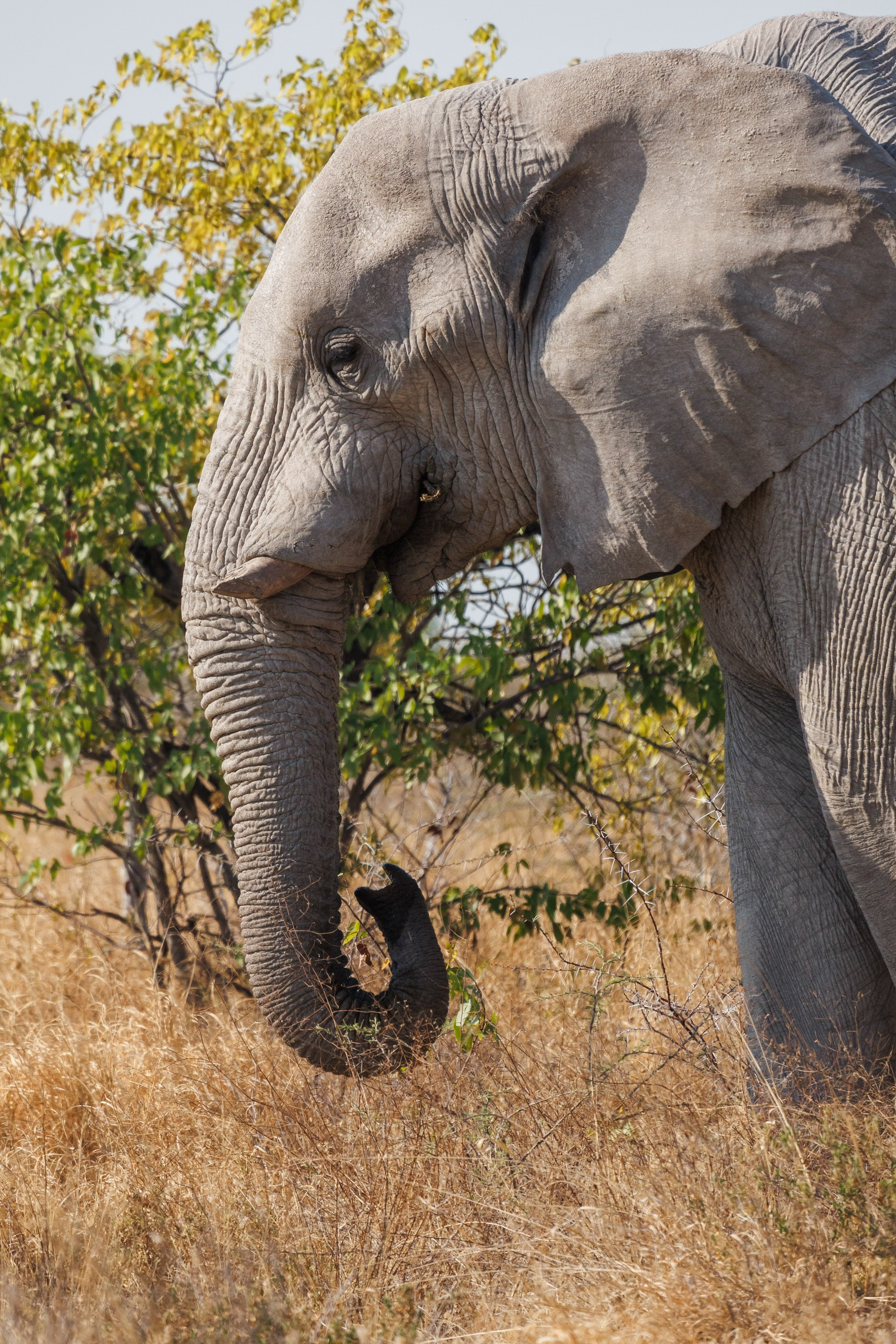 НАМИБИЯ. Роадтрип