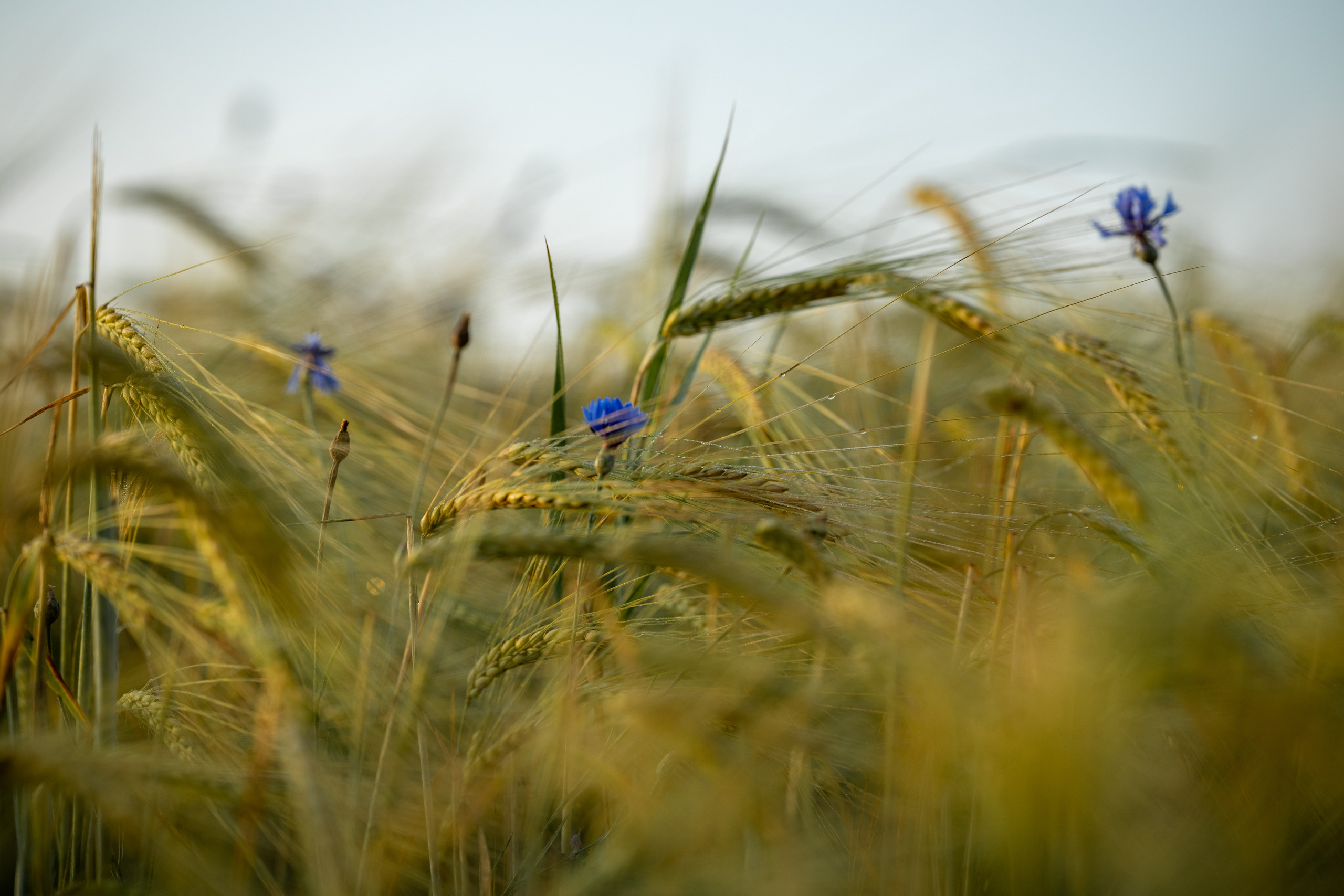 Природные пейзажи. Наталия Клевинскас портретный фотограф в Костроме