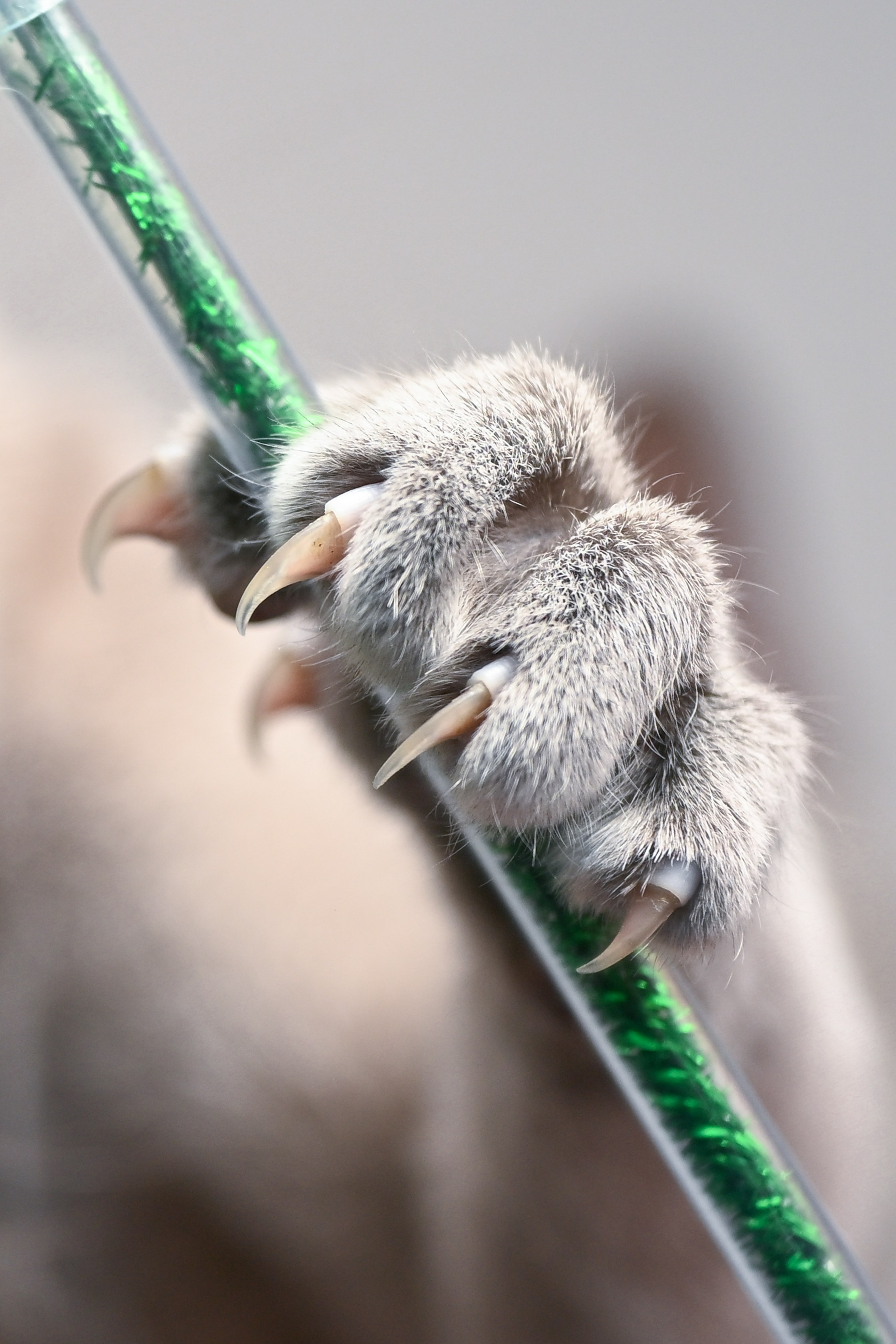 Котята. Фотограф-анималист в Санкт-Петербурге Анастасия Иванова