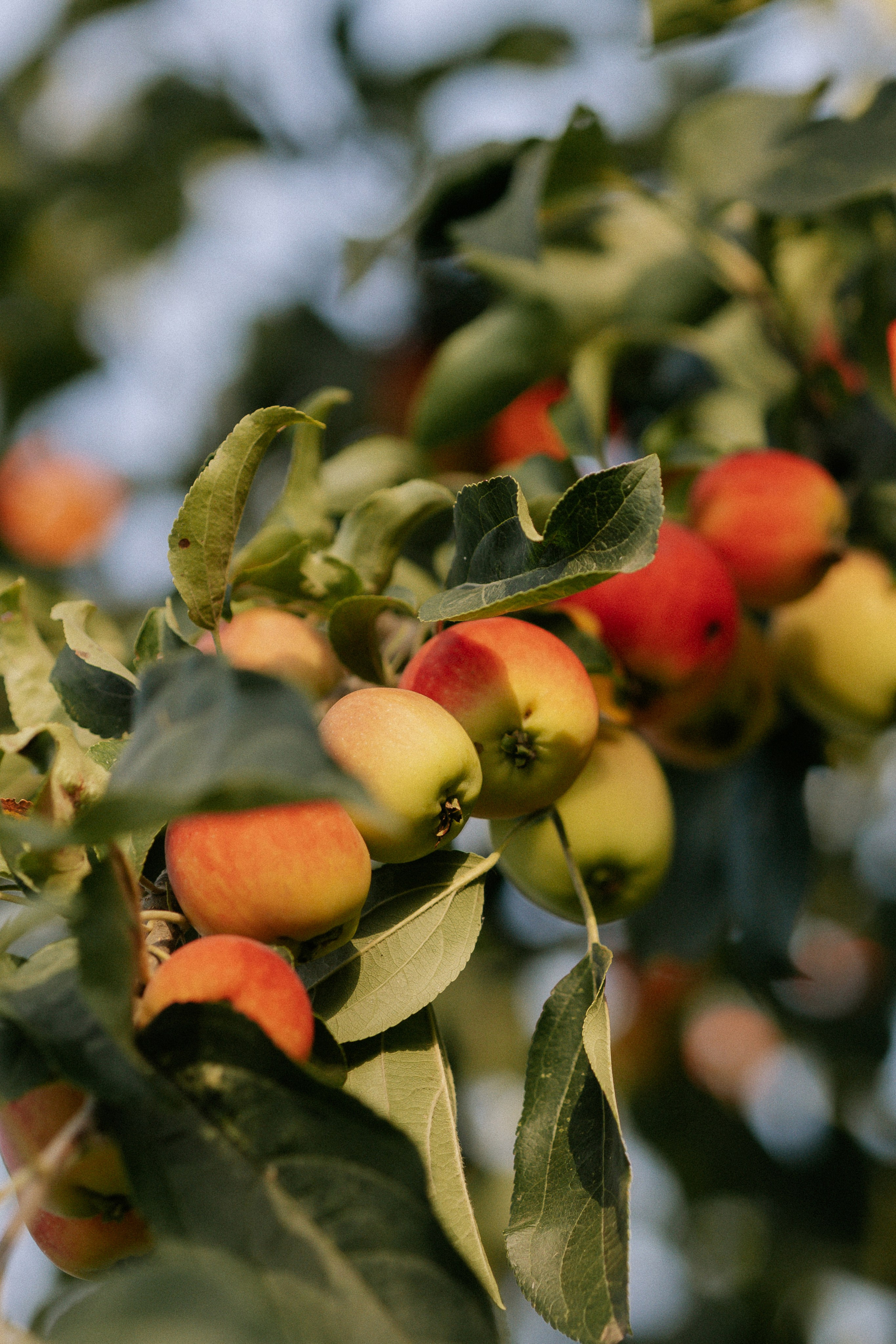 Летний вечер на Кубани. Свадебный и Семейный фотограф в городе Тимашевск и Краснодар