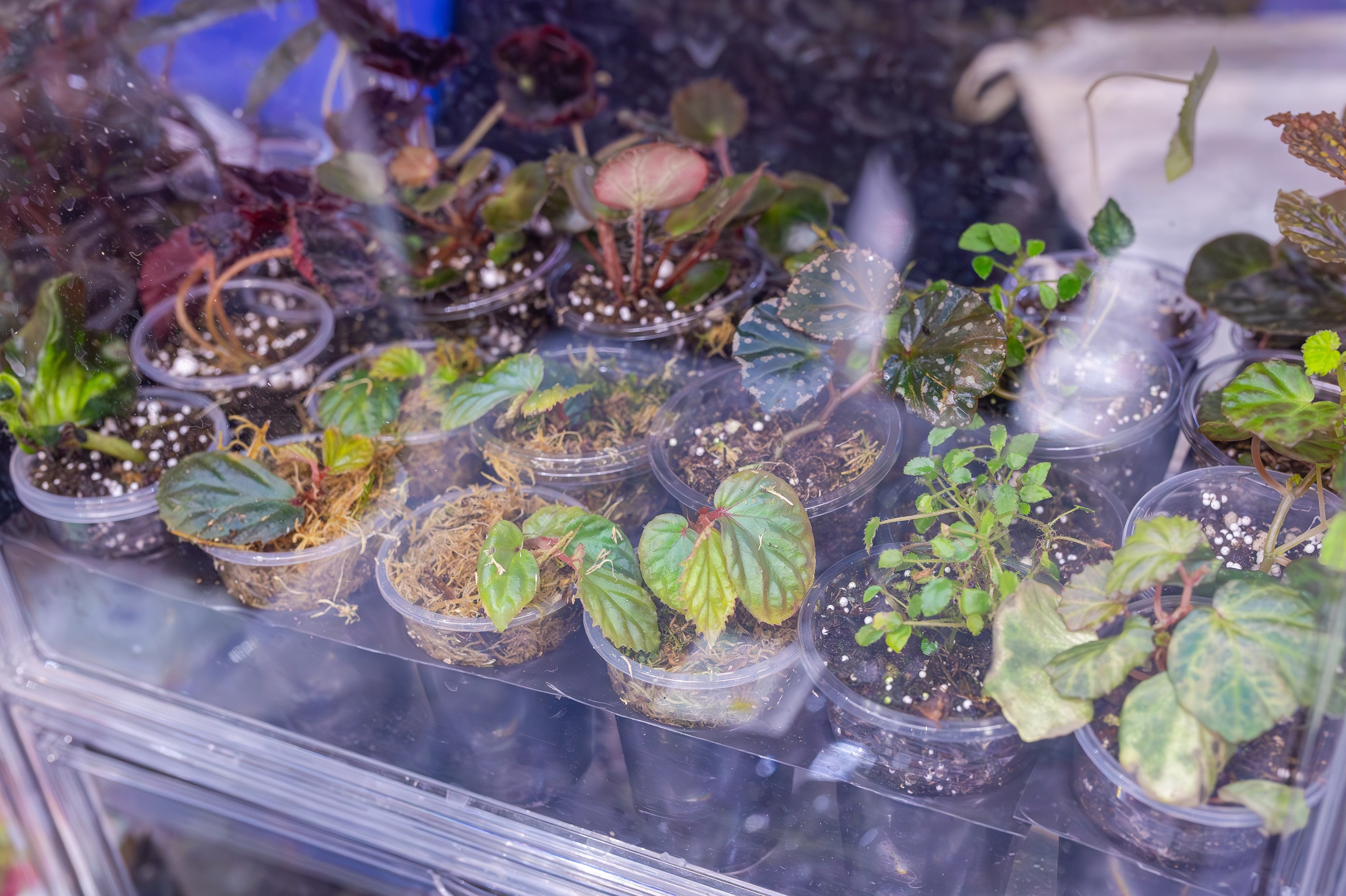 Орхидиум сентябрь 2025. Александра Куликова фотограф, Москва