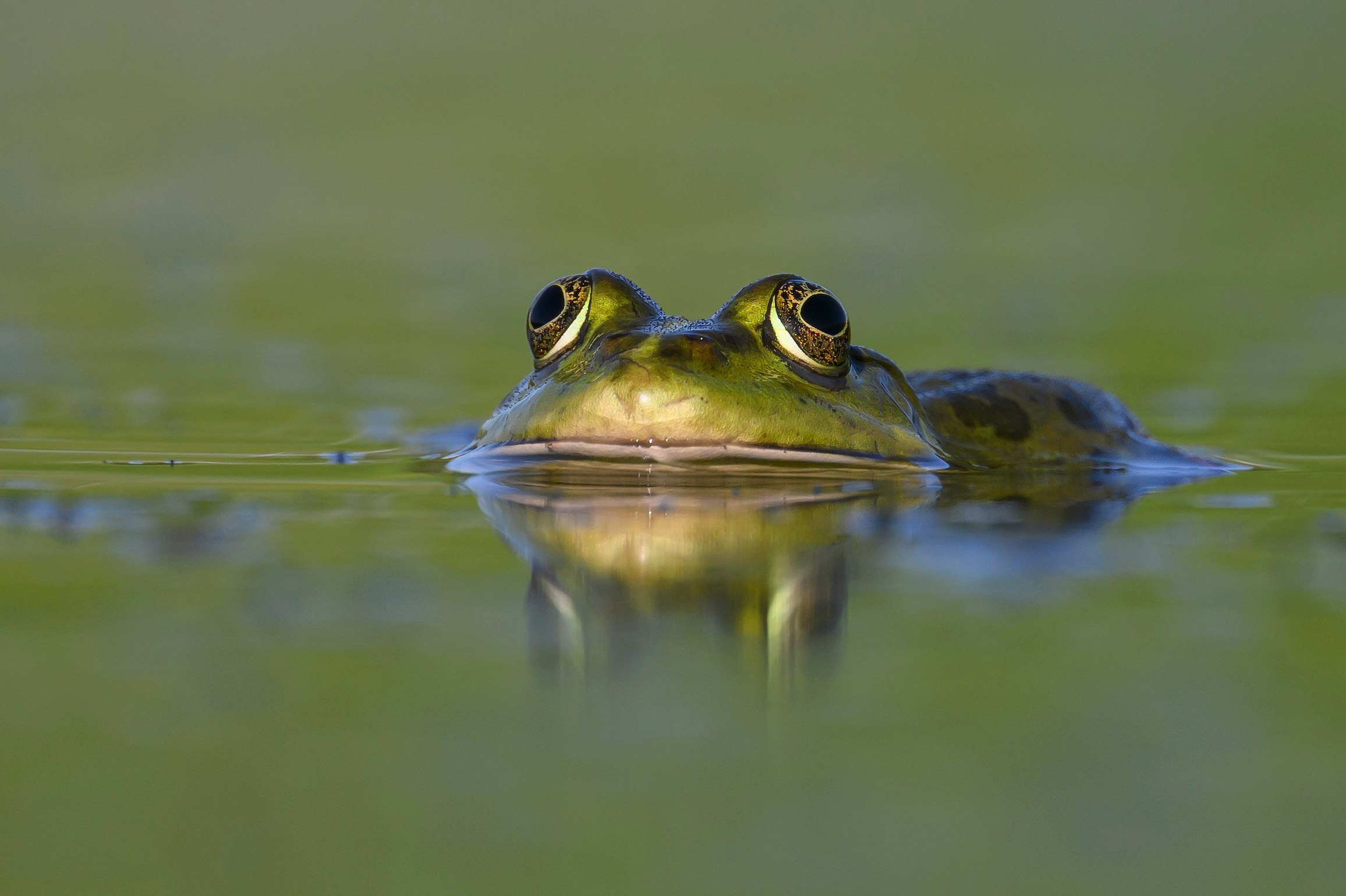 Жабы!. Wildlife photography by Sergey Puponin