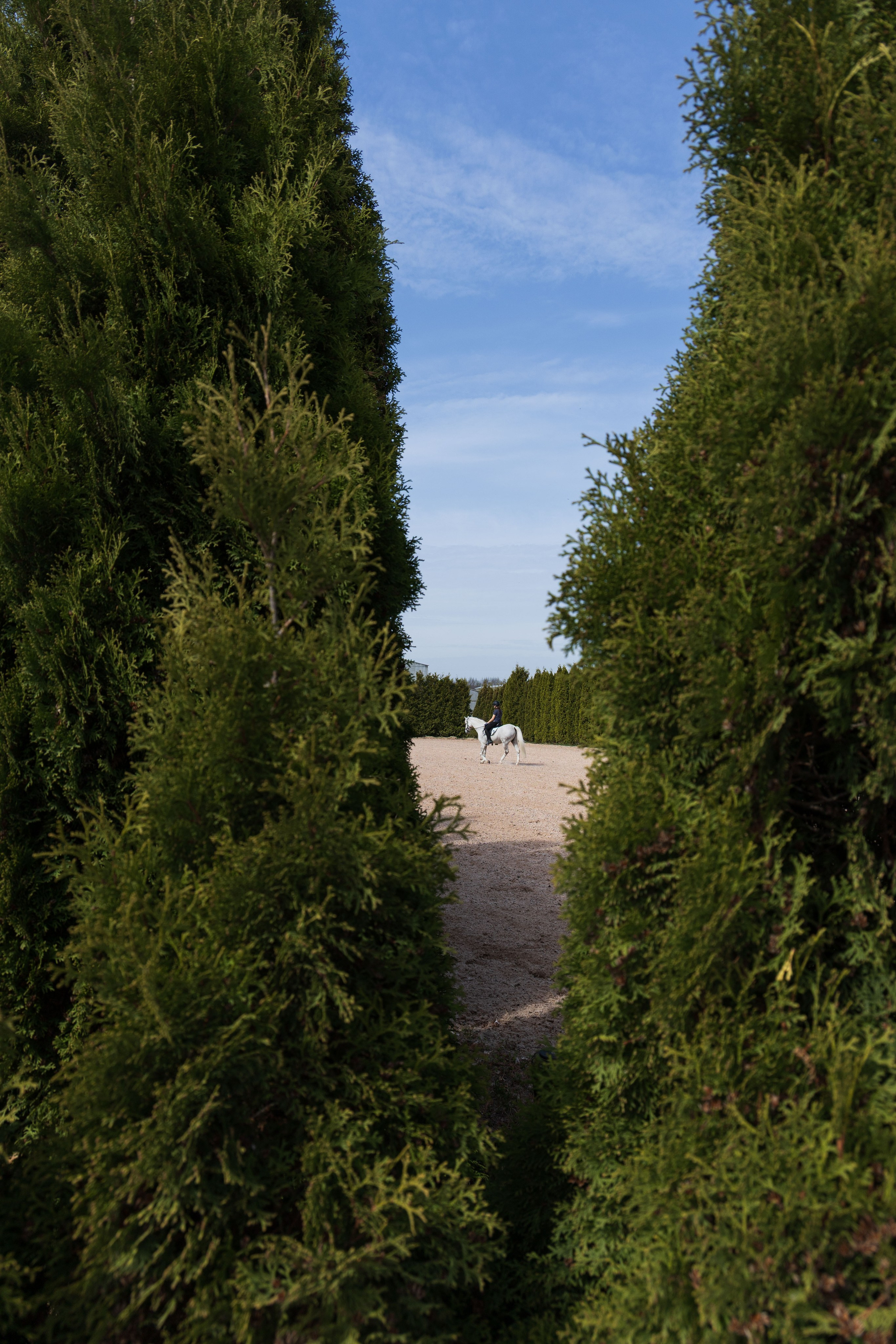 Репортаж.Конная тренировка. Портретный и семейный фотограф Санкт-Петербург