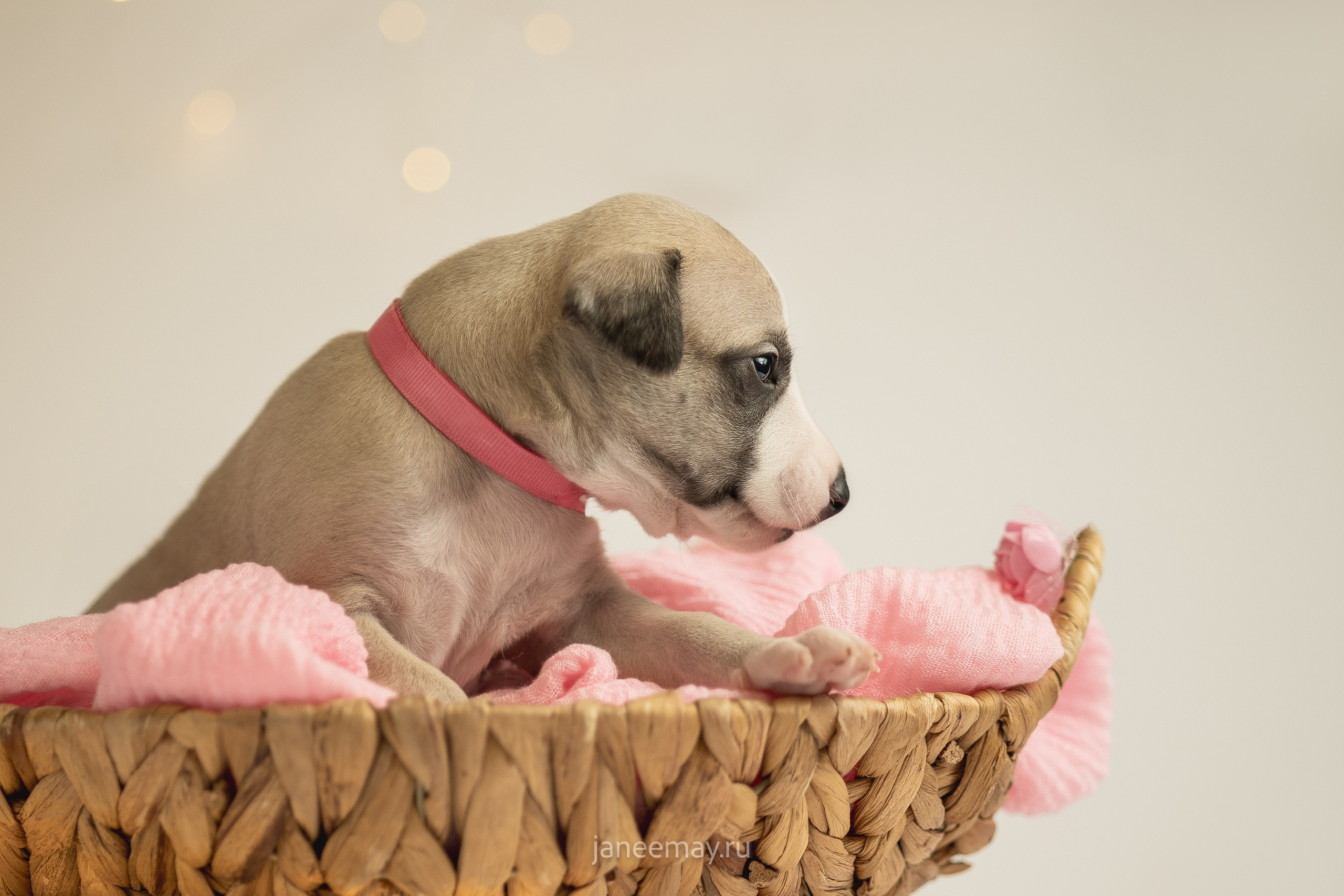 Малыши уиппеты Великбековых. Фотограф анималист в Москве Майорова Евгения