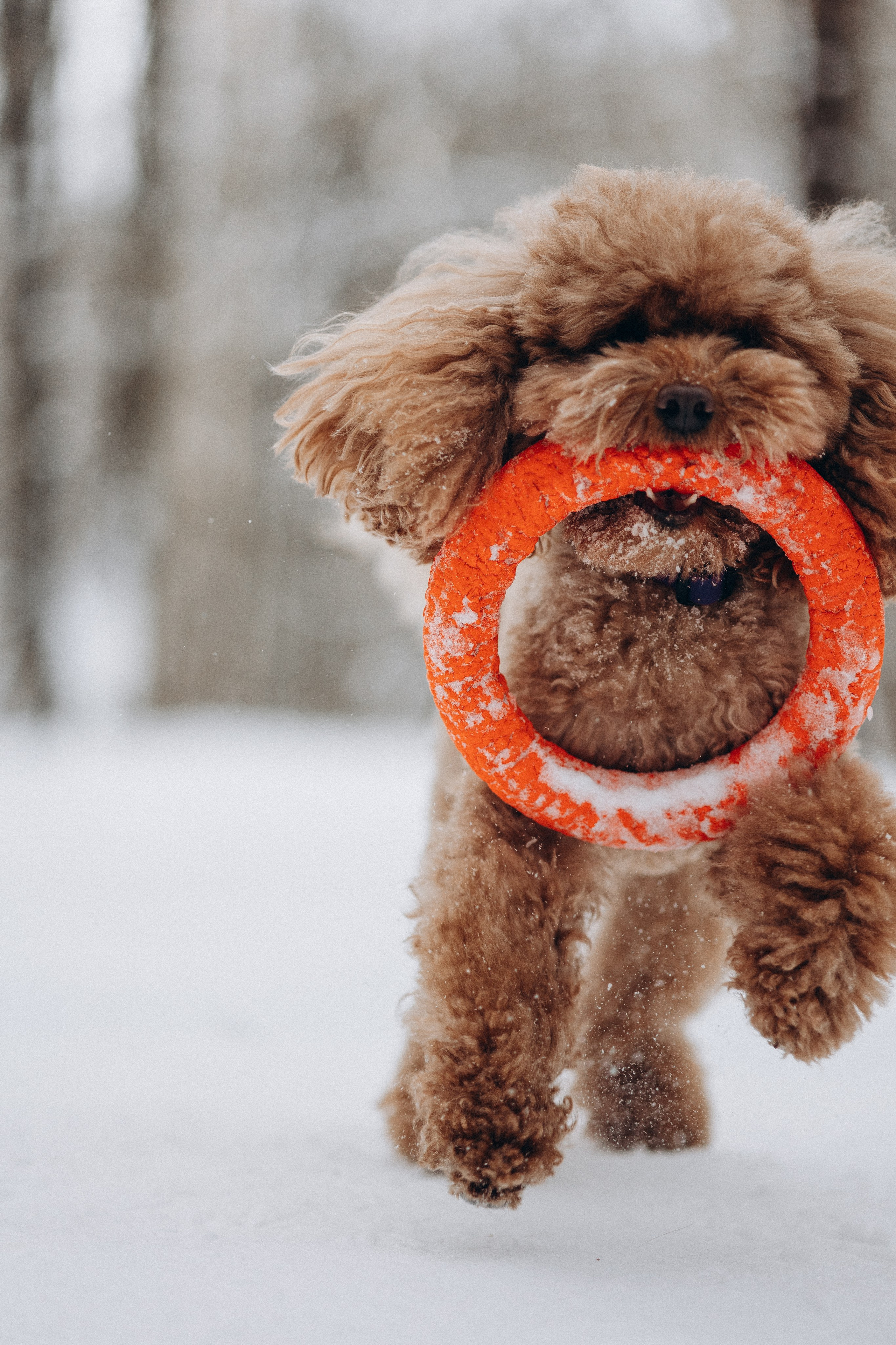 Амуниция «Бобик» 2. Фотораф — анималист Мария Шистка
