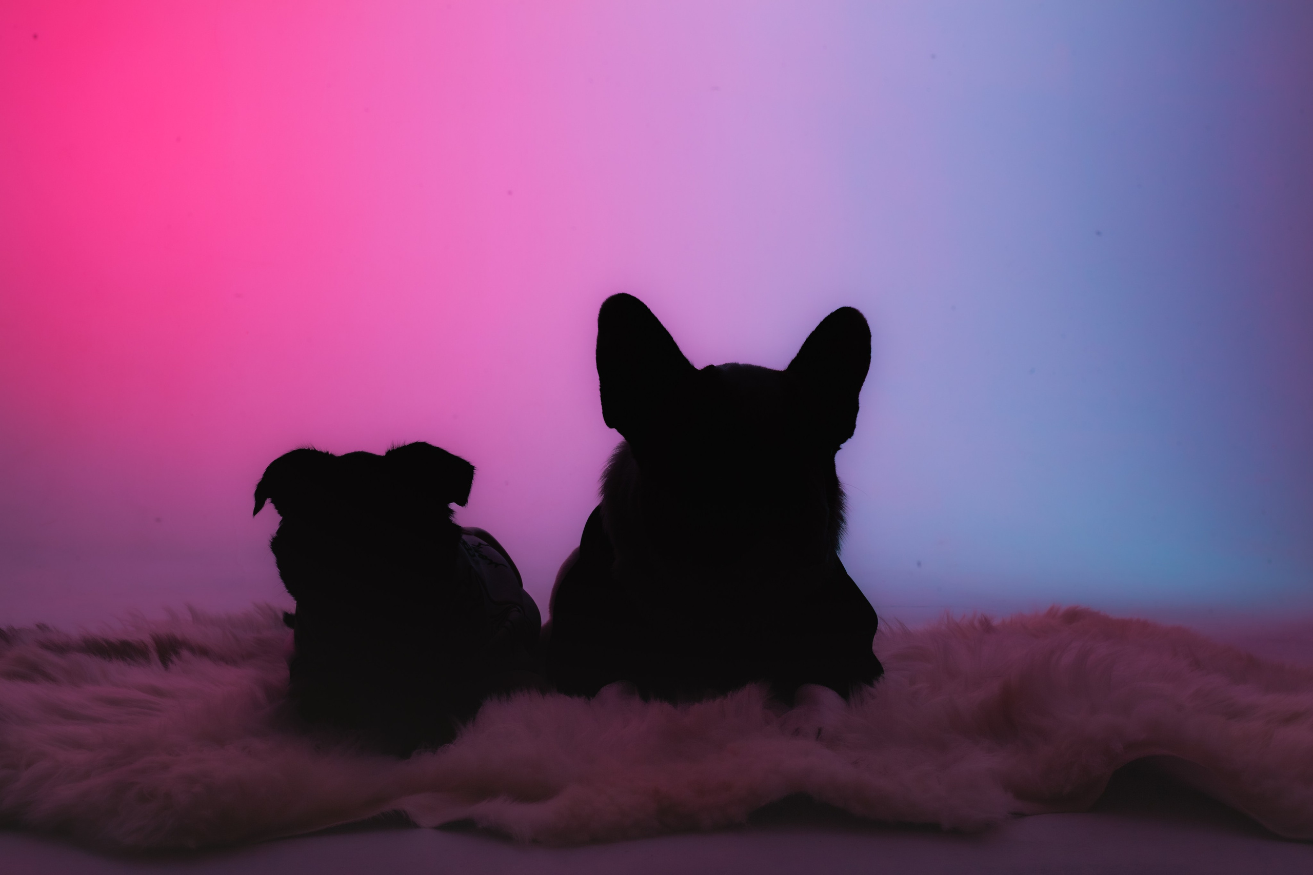 Студийная фотосессия с цветным светом. Фотограф-анималист Татьяна Степанова