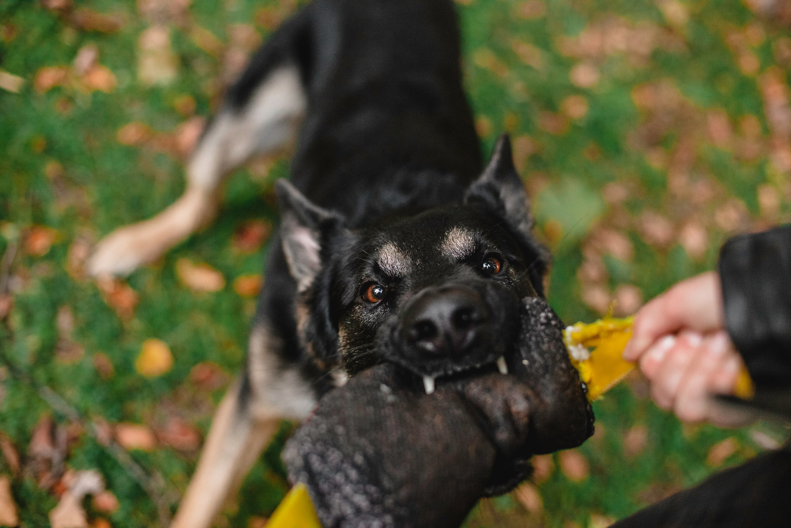 Илай. Фотограф-анималист Татьяна Степанова