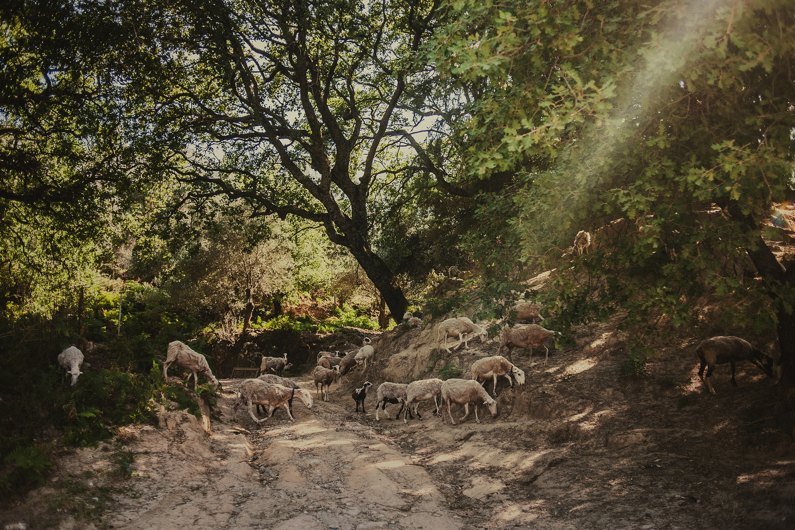 Серия фотографий «утраченная Эллада» (2015). Документальный фотограф Илья Тихановский