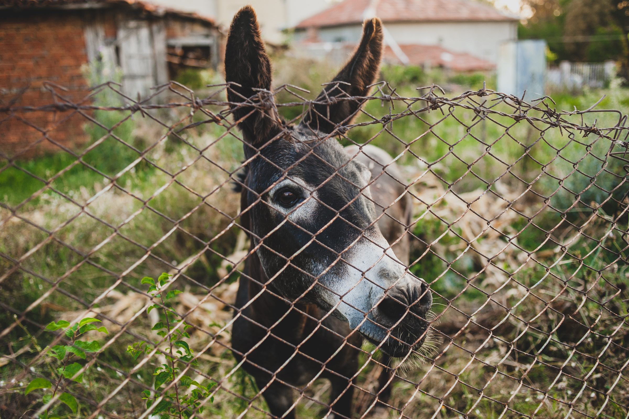 Серия фотографий «на дачу в Болгарию» (2014). Документальный фотограф Илья Тихановский