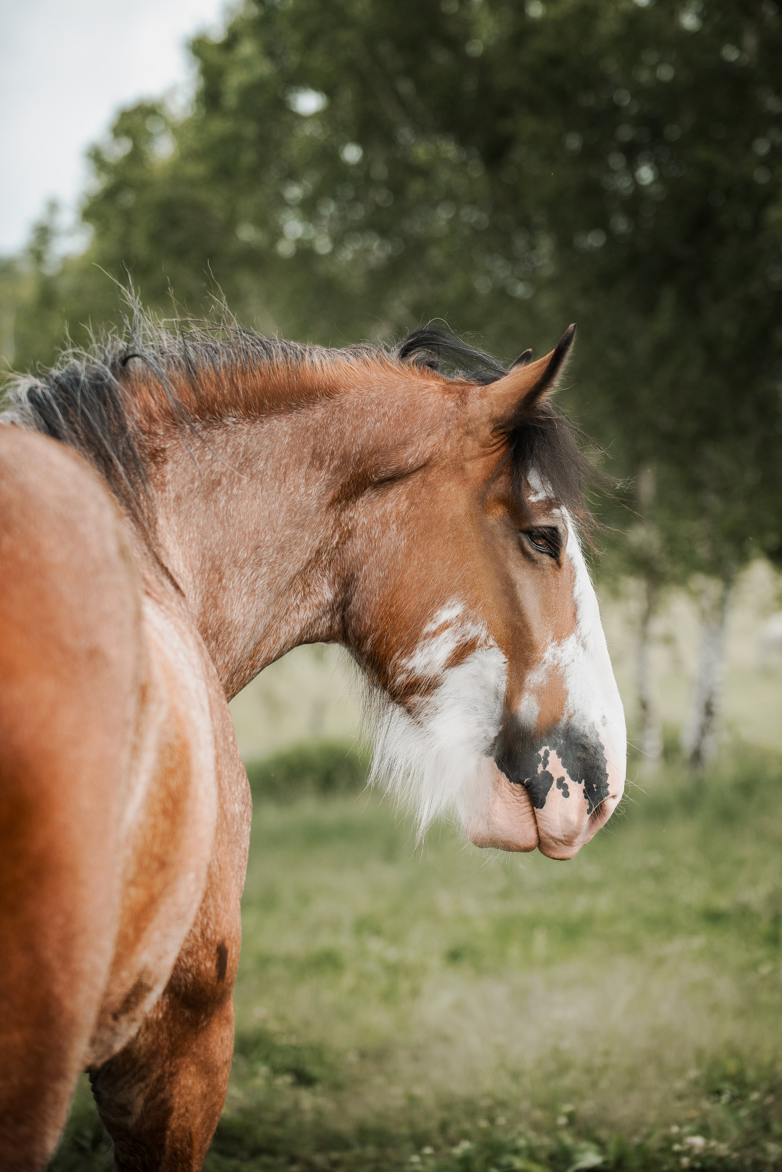KOMARDINS. Конный фотограф Куракина Дарья • Фотосессии с лошадьми
