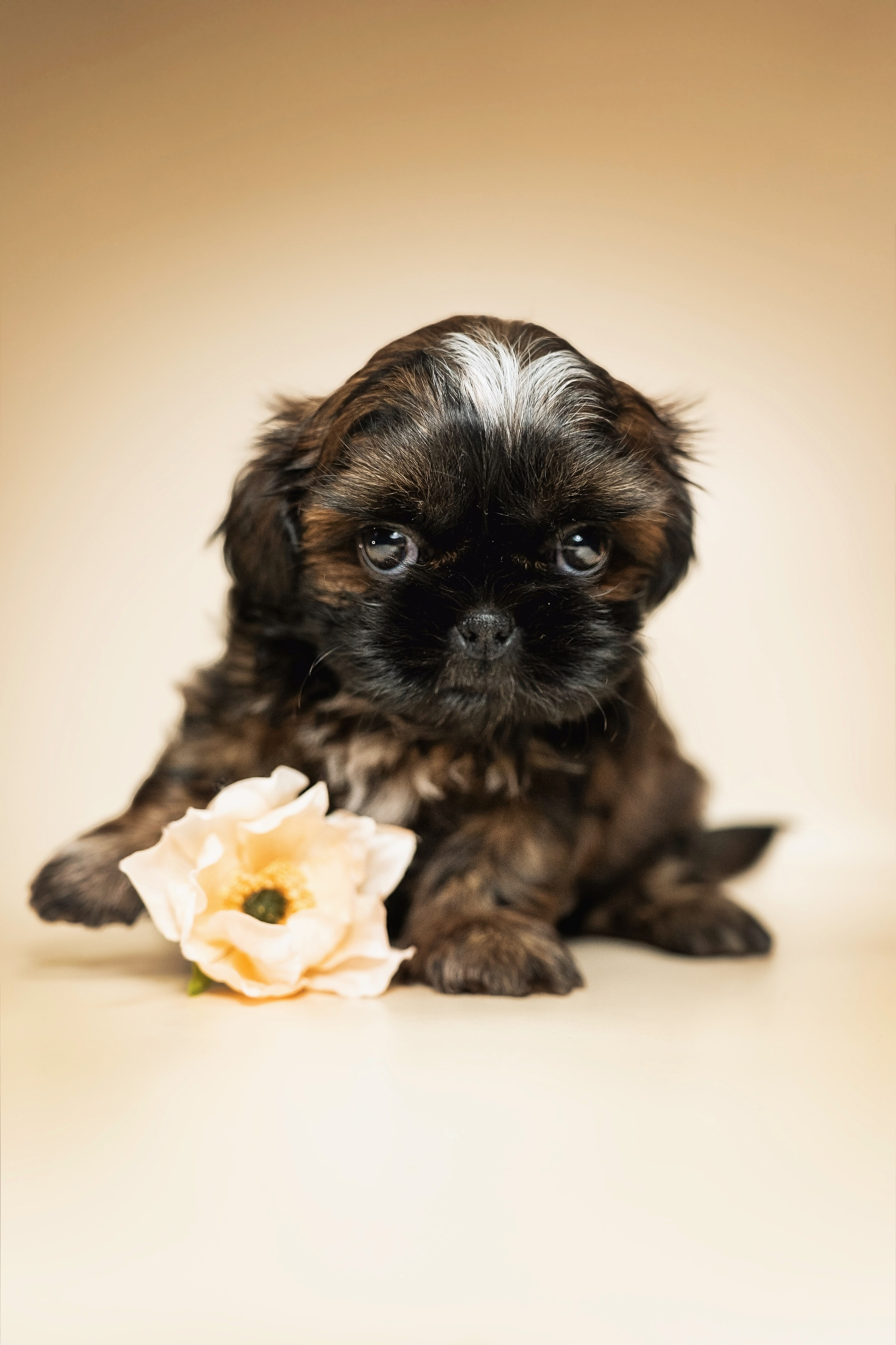 Щенки. Семейный фотограф анималист г. Находка