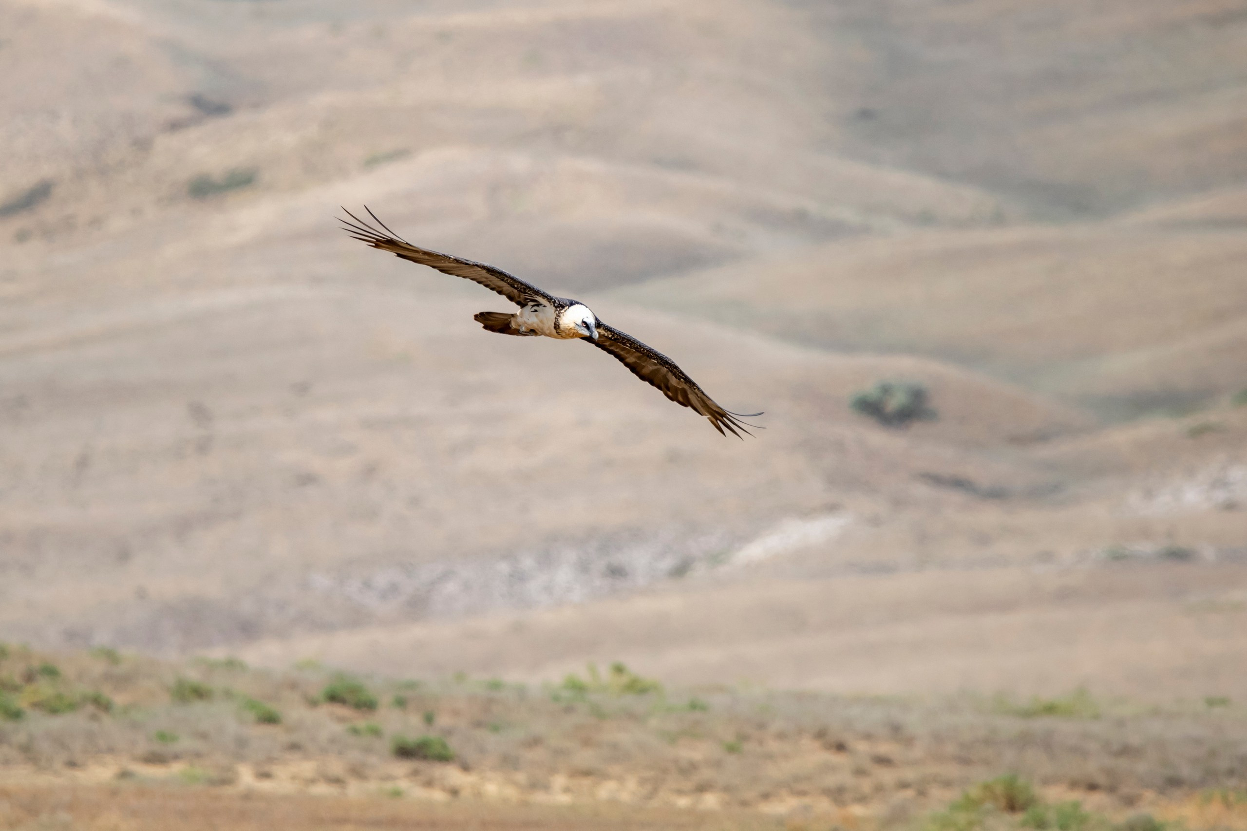 Природа Дагестана, сентябрь 2024. Foto-Zuev фотография как искусство