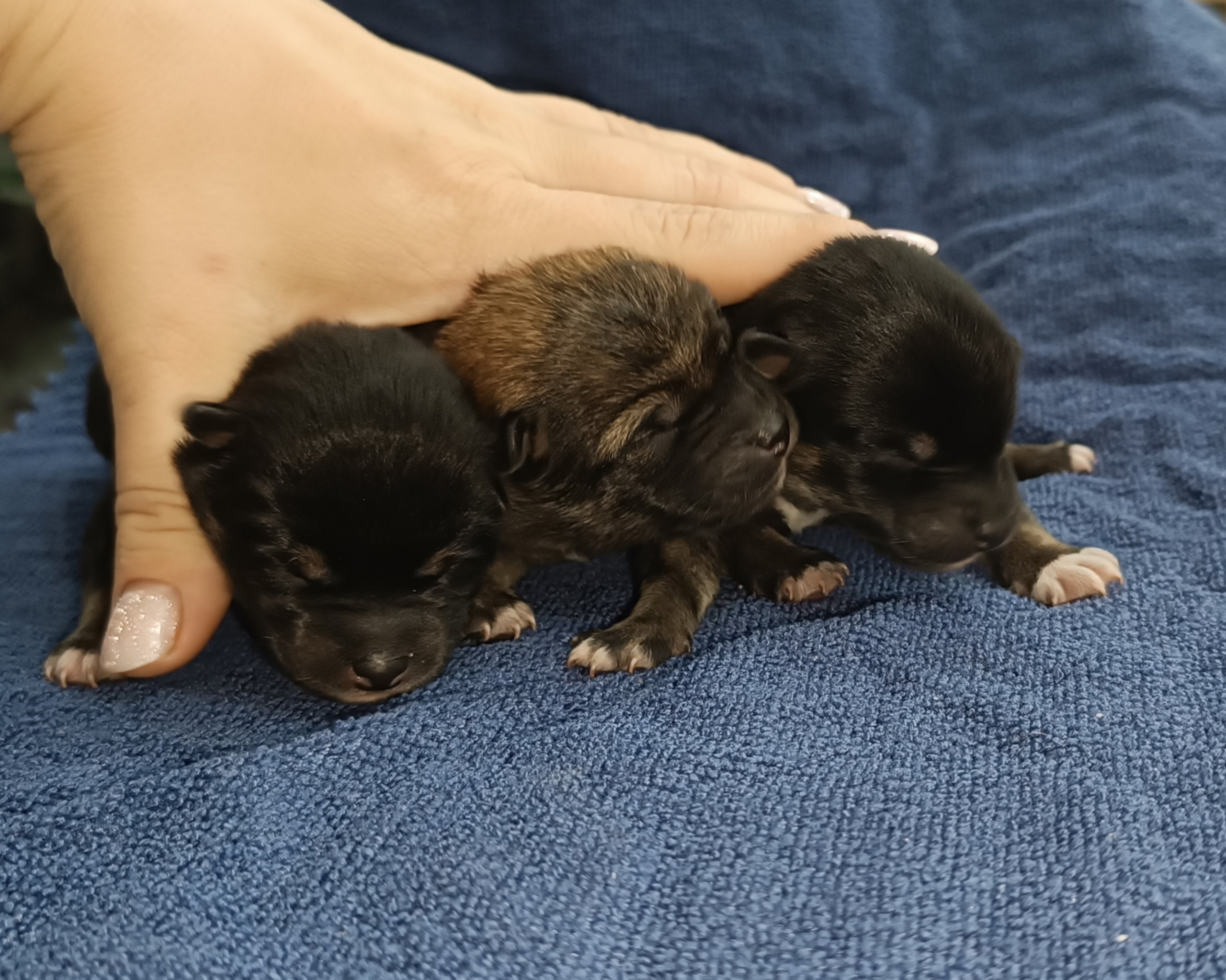 сиба питомник Рубилайт щенки на продажу rubylight  сиба щенки купить СПб Санкт-Петербург 