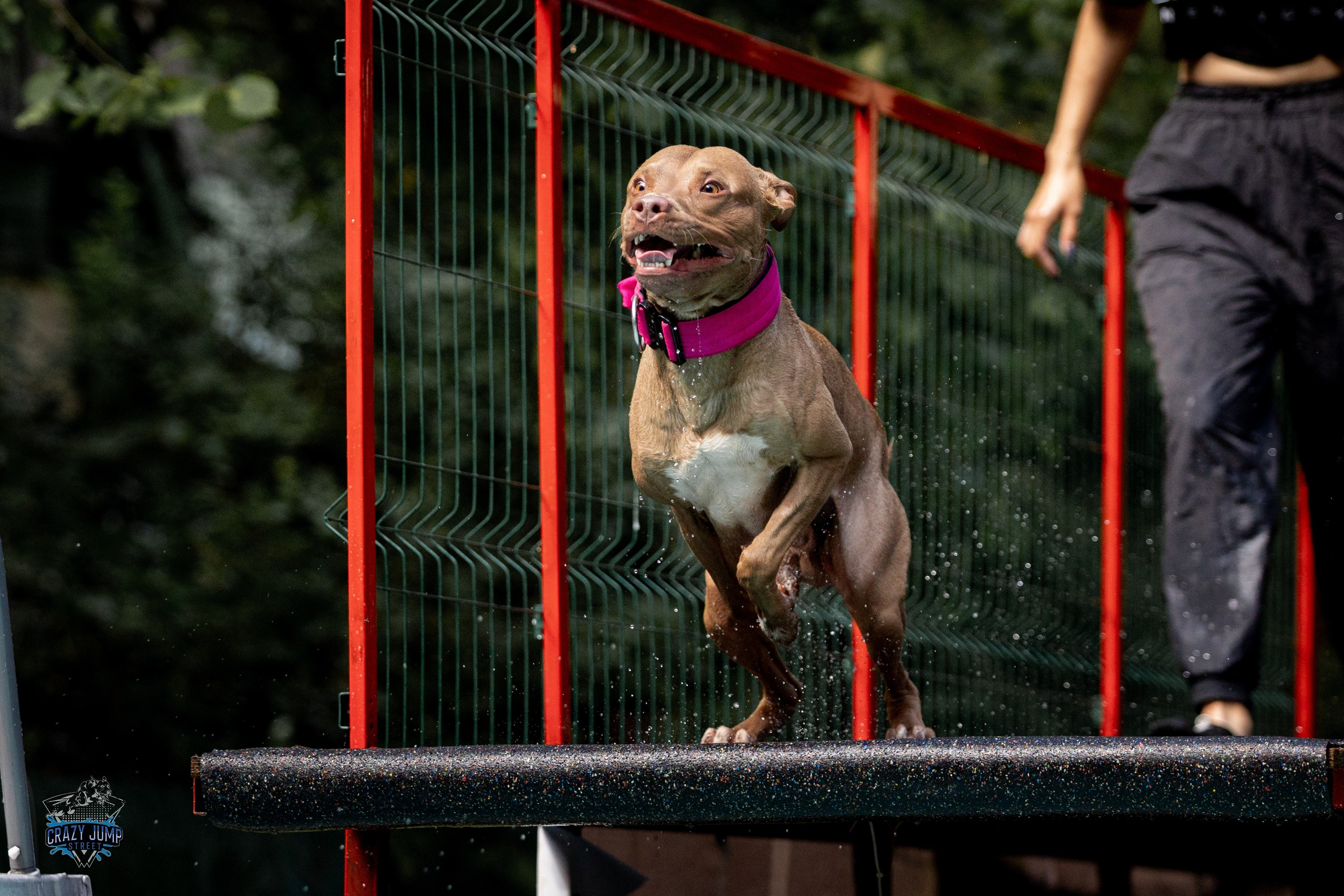 Собаки, спорт, Док дайвинг. Свадебный и репортажный фотограф в Москве и Московской области