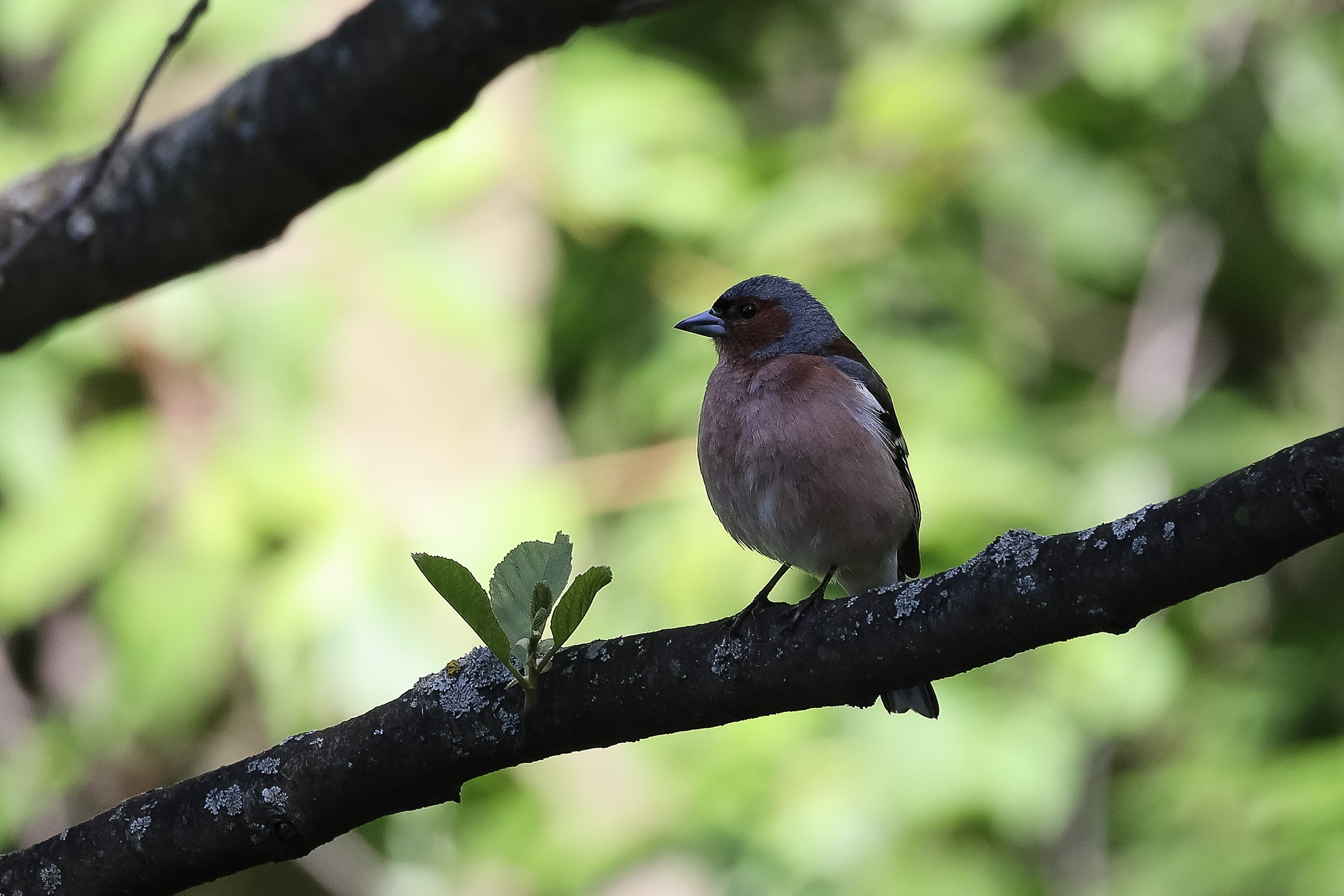 Зяблик на ветке
