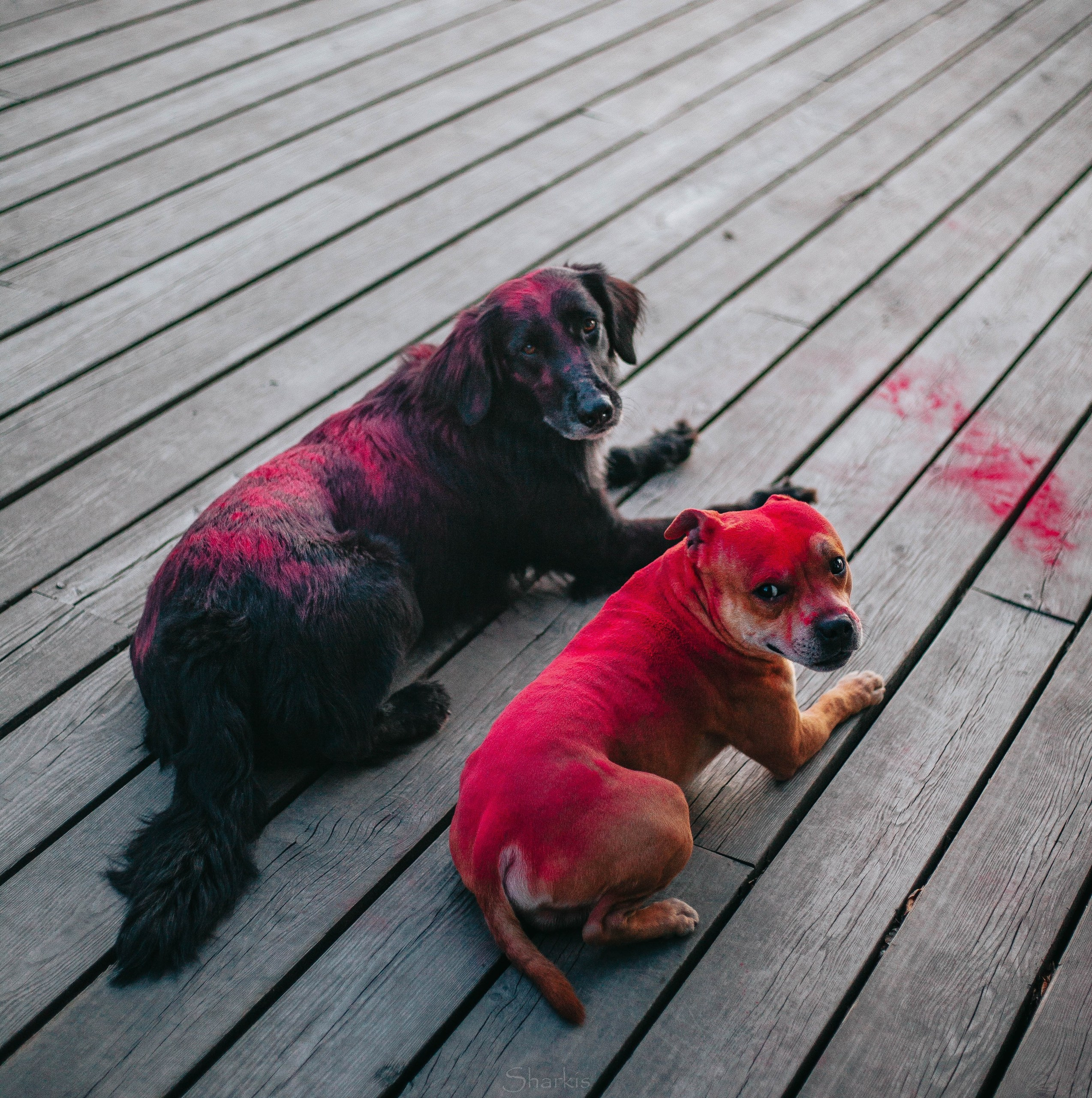 Шмель и Дрель. Фотограф Елизавета Филатова