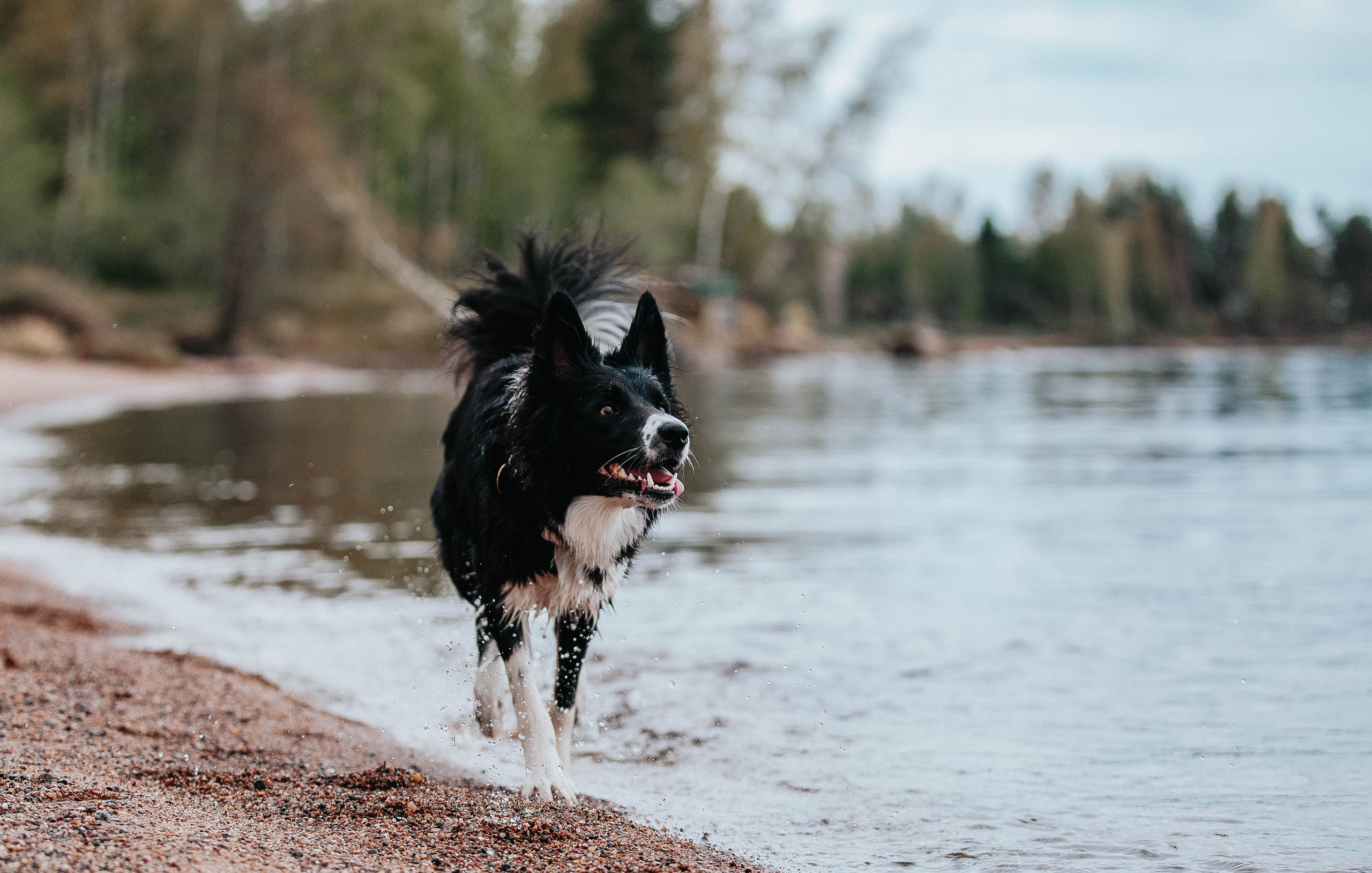 Кида и Сирша. Главная