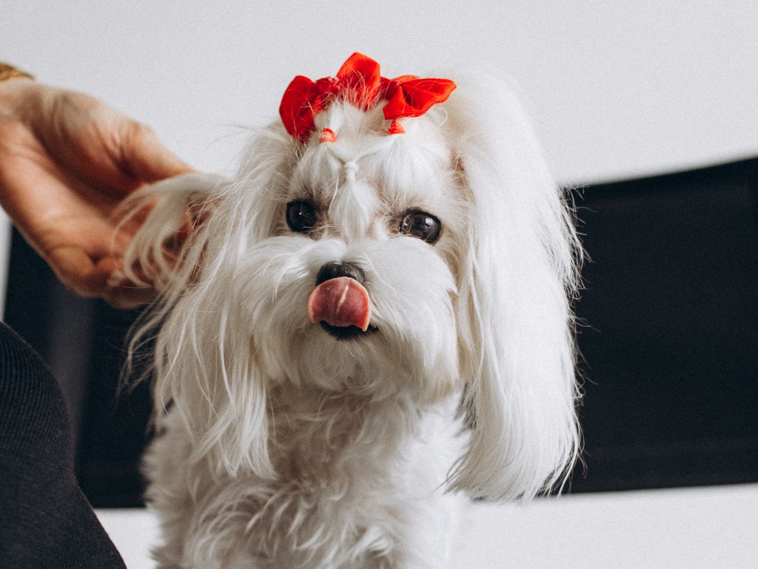 Мира и Таня. Фотограф-анималист в Москве Кириллова Татьяна