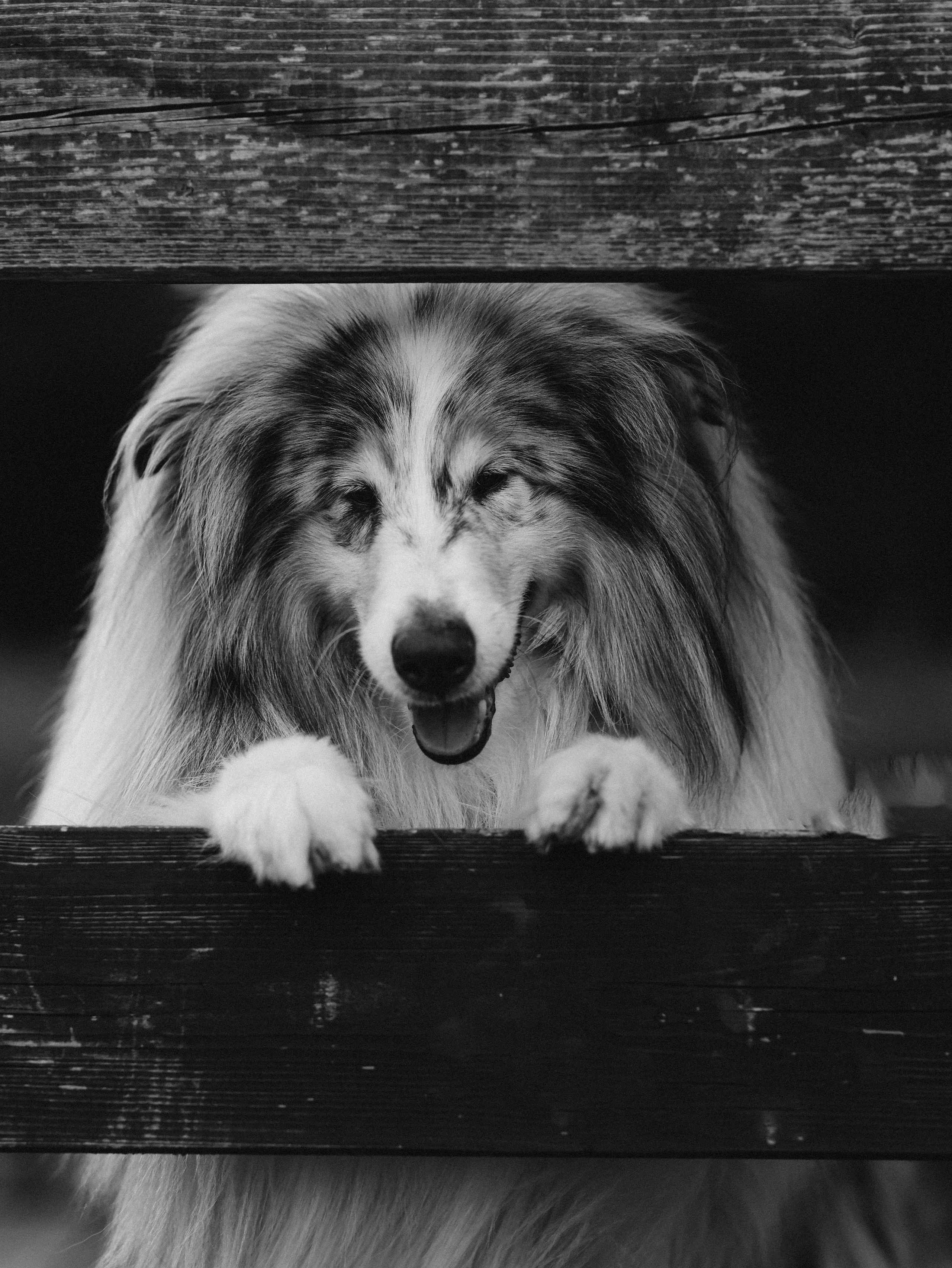 Гранд и Инга. Фотограф-анималист в Москве Кириллова Татьяна