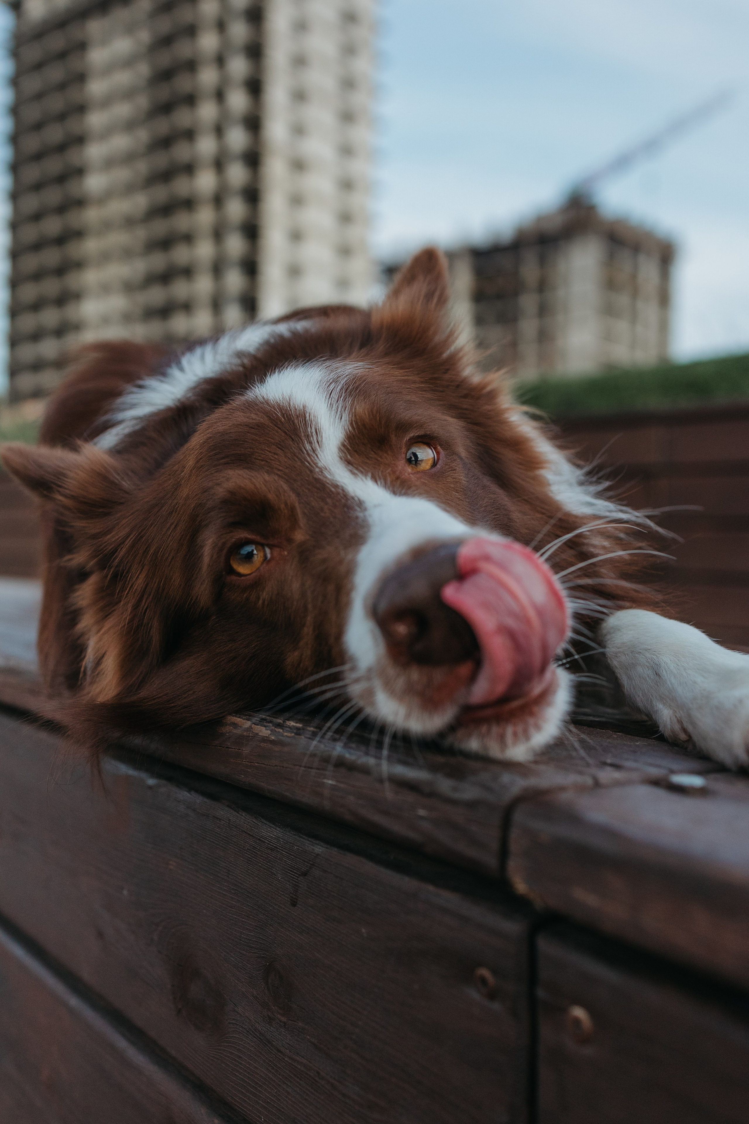 Маша и Тори. Фотограф — анималист Светлана Кысса|фотограф собак в Краснодаре и Нижнем Новгороде