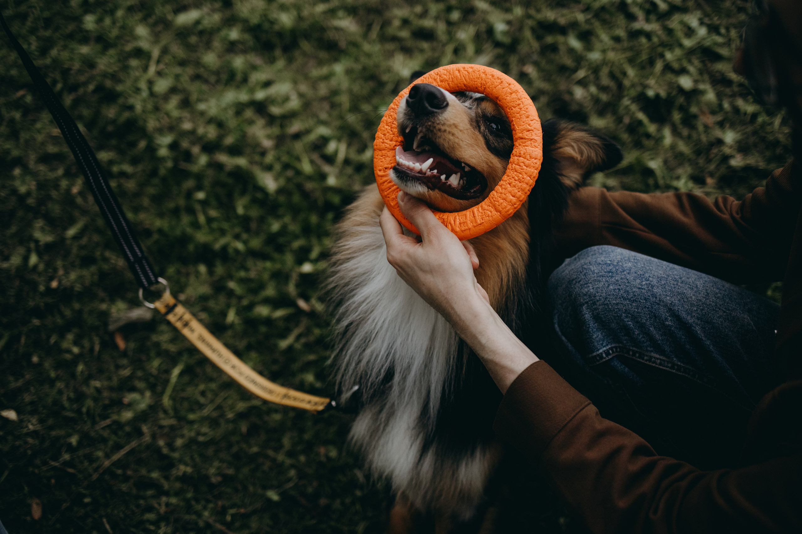 Настя, Никита и их Гром и Мяу. Фотограф — Анималист | Санкт-Петербург