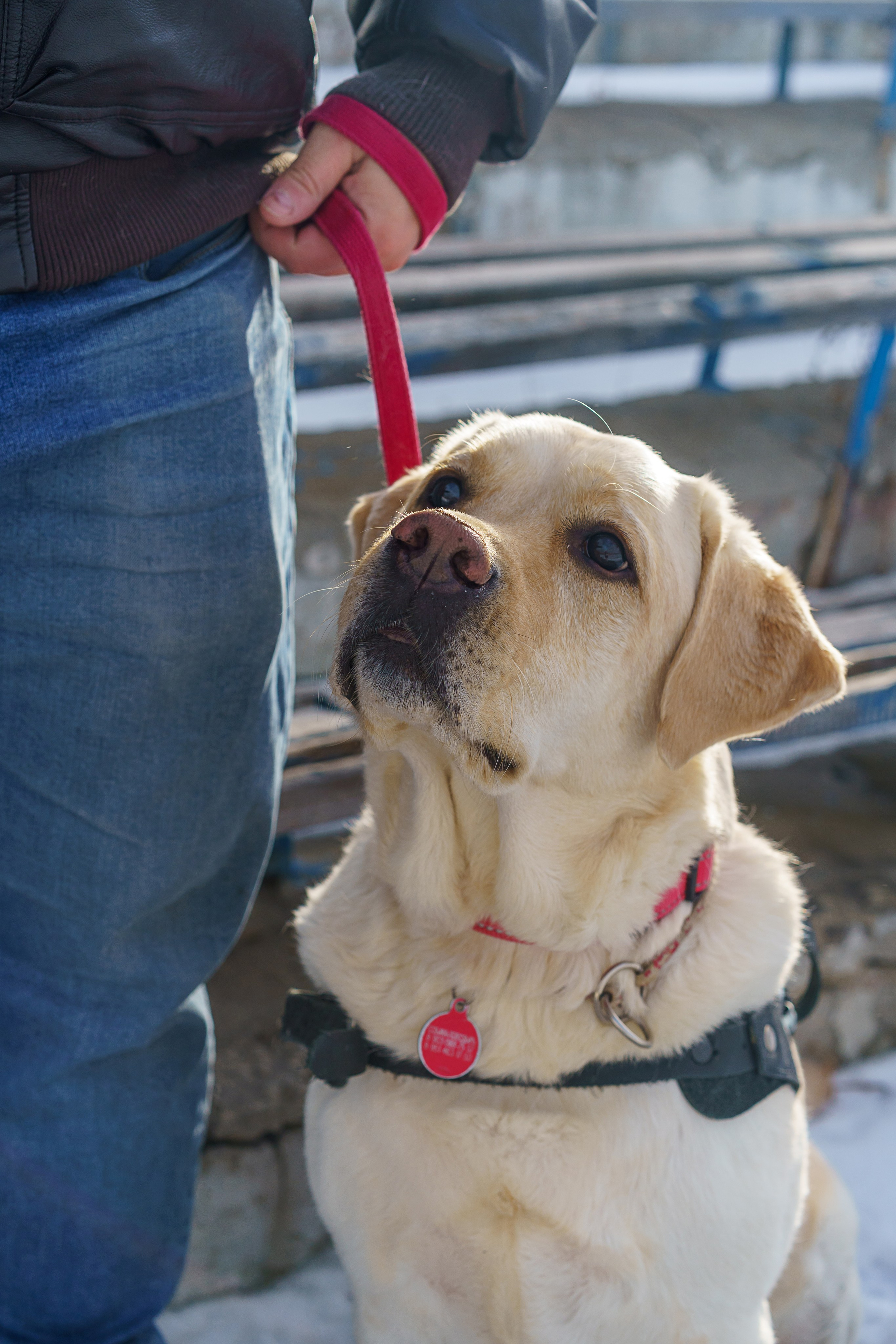Юрий и собака-поводырь Ямал. Фотограф Челябинск · Ольга Серебрякова