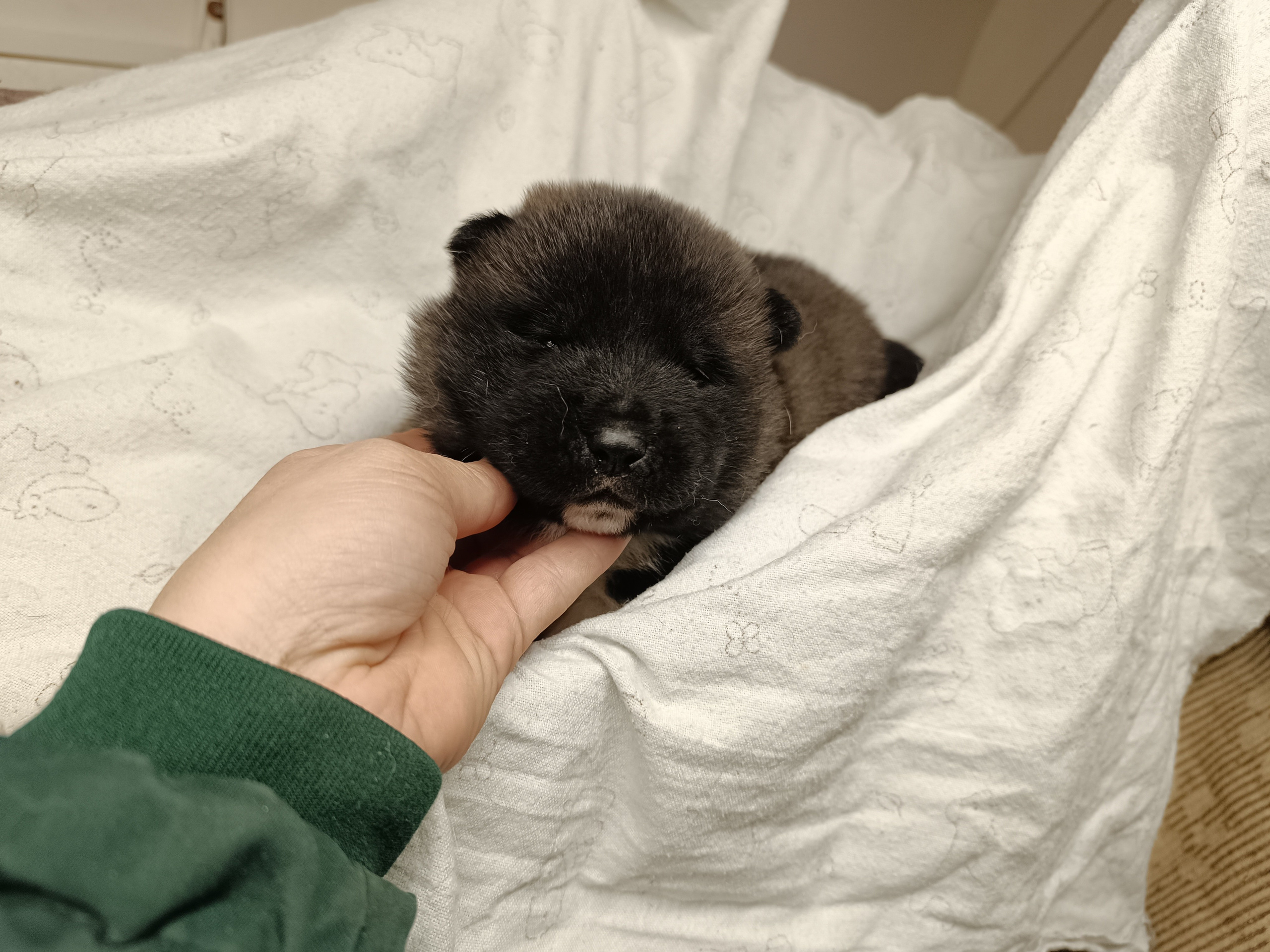 Американская акита  щенки питомник Санкт-Петербург клубные щенки Американская акита питомник RUBYLIGHT Рубилайт купить щенка американской акиты