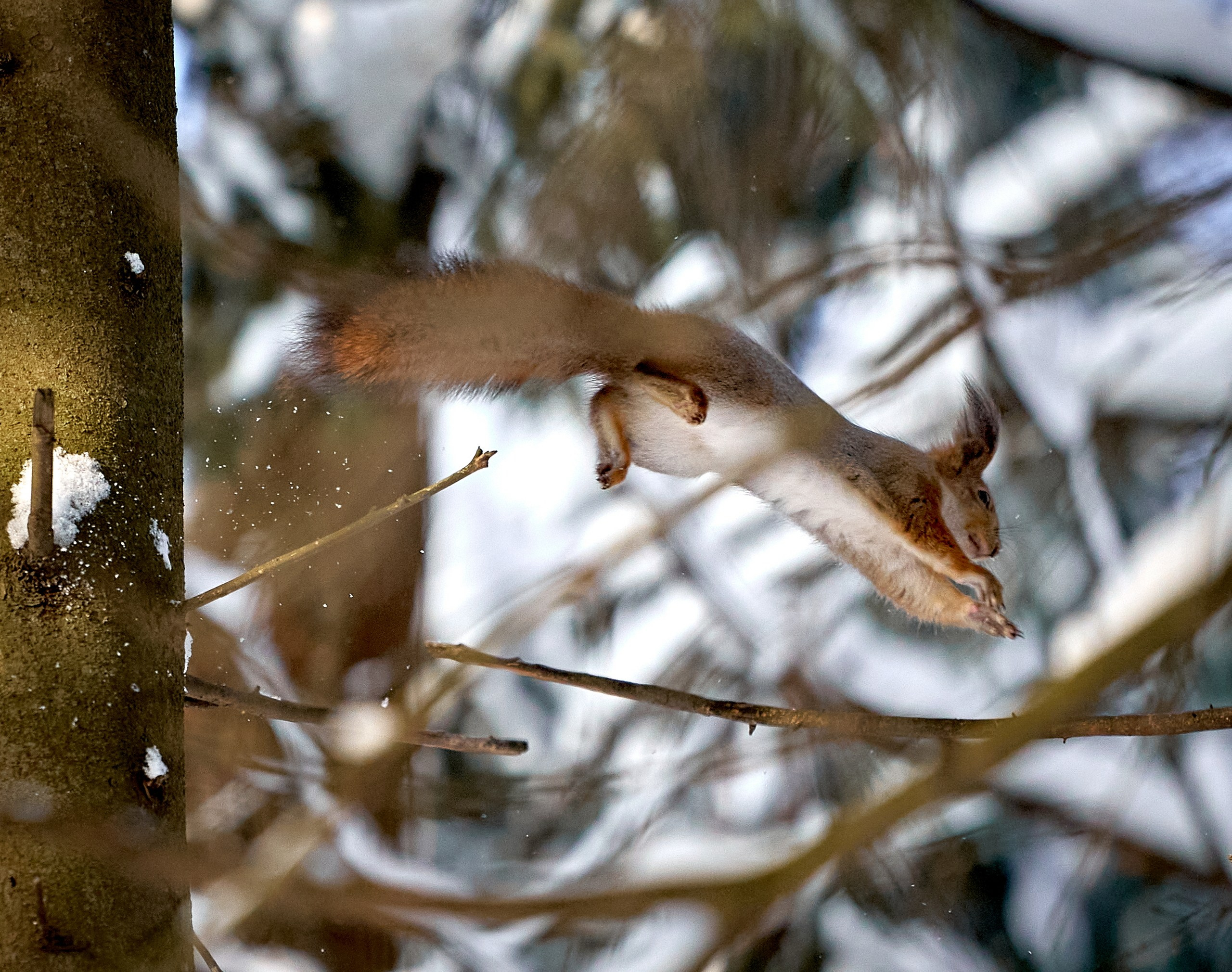 Животные — галерея NATRIEL