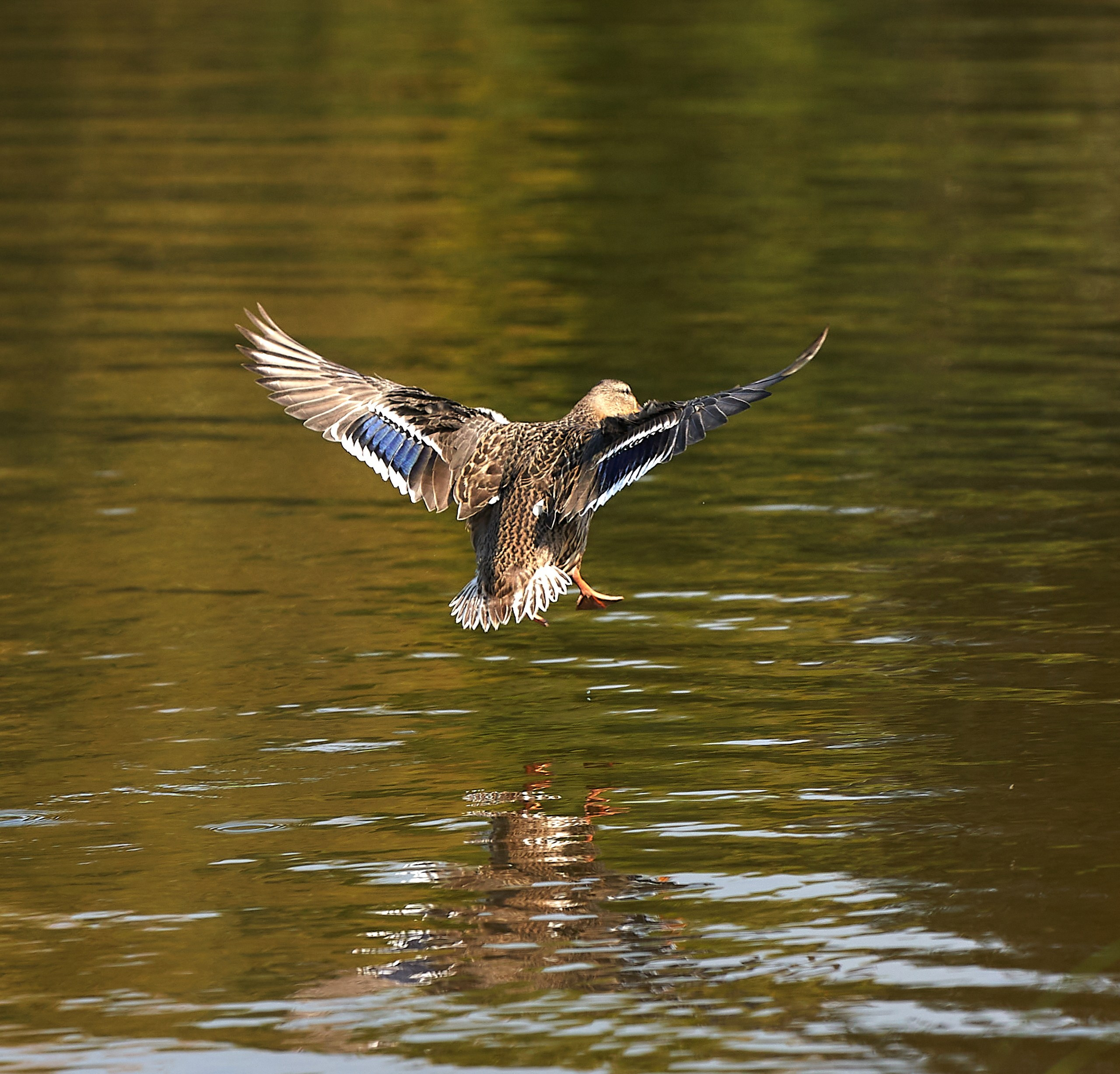 Фото птиц — галерея NATRIEL