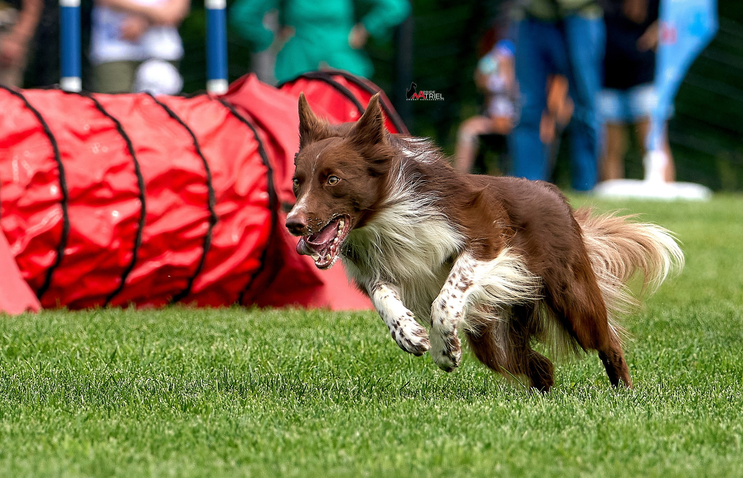 Аджилити — галерея NATRIEL