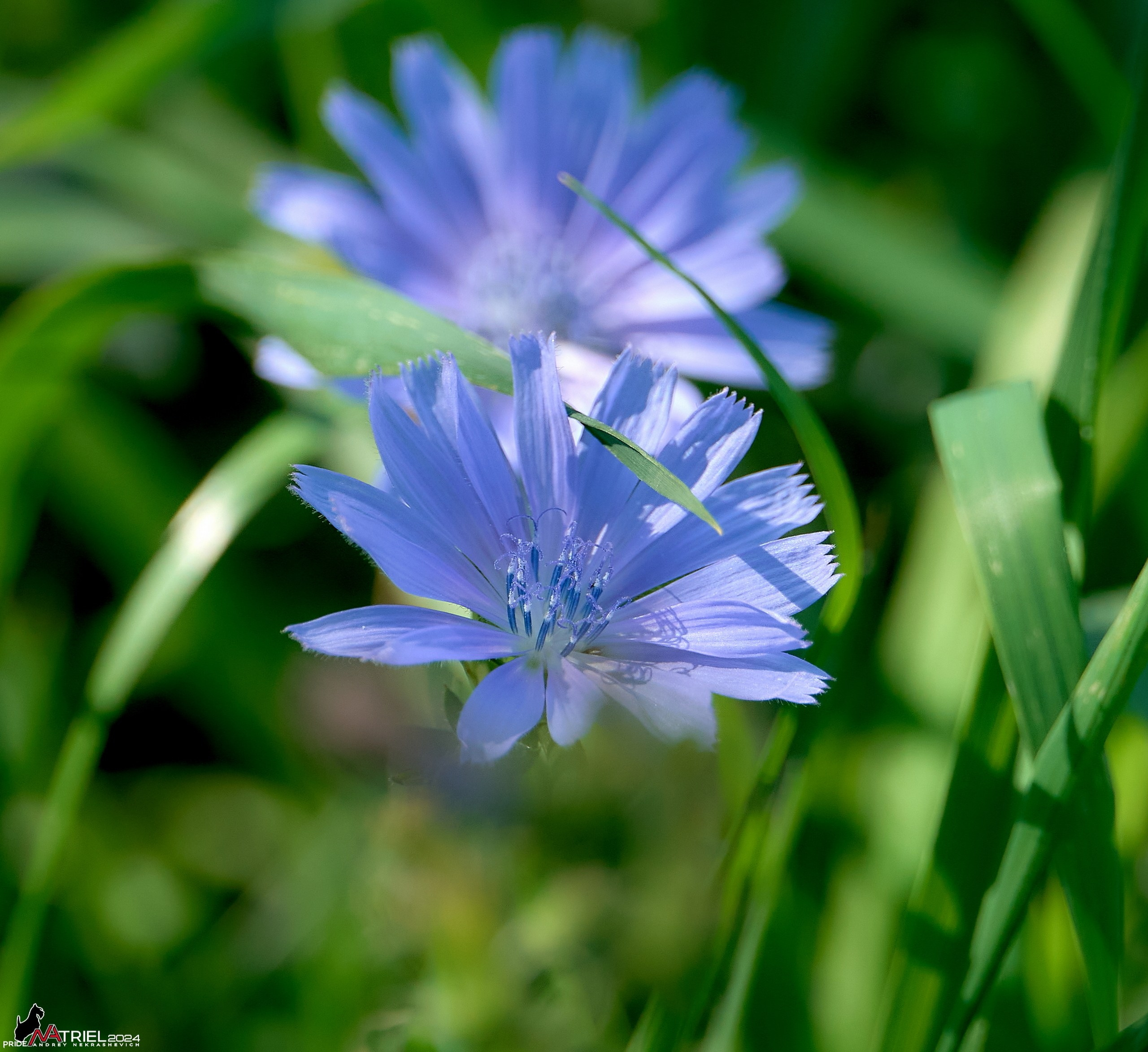 Лютики-цветочки — галерея NATRIEL