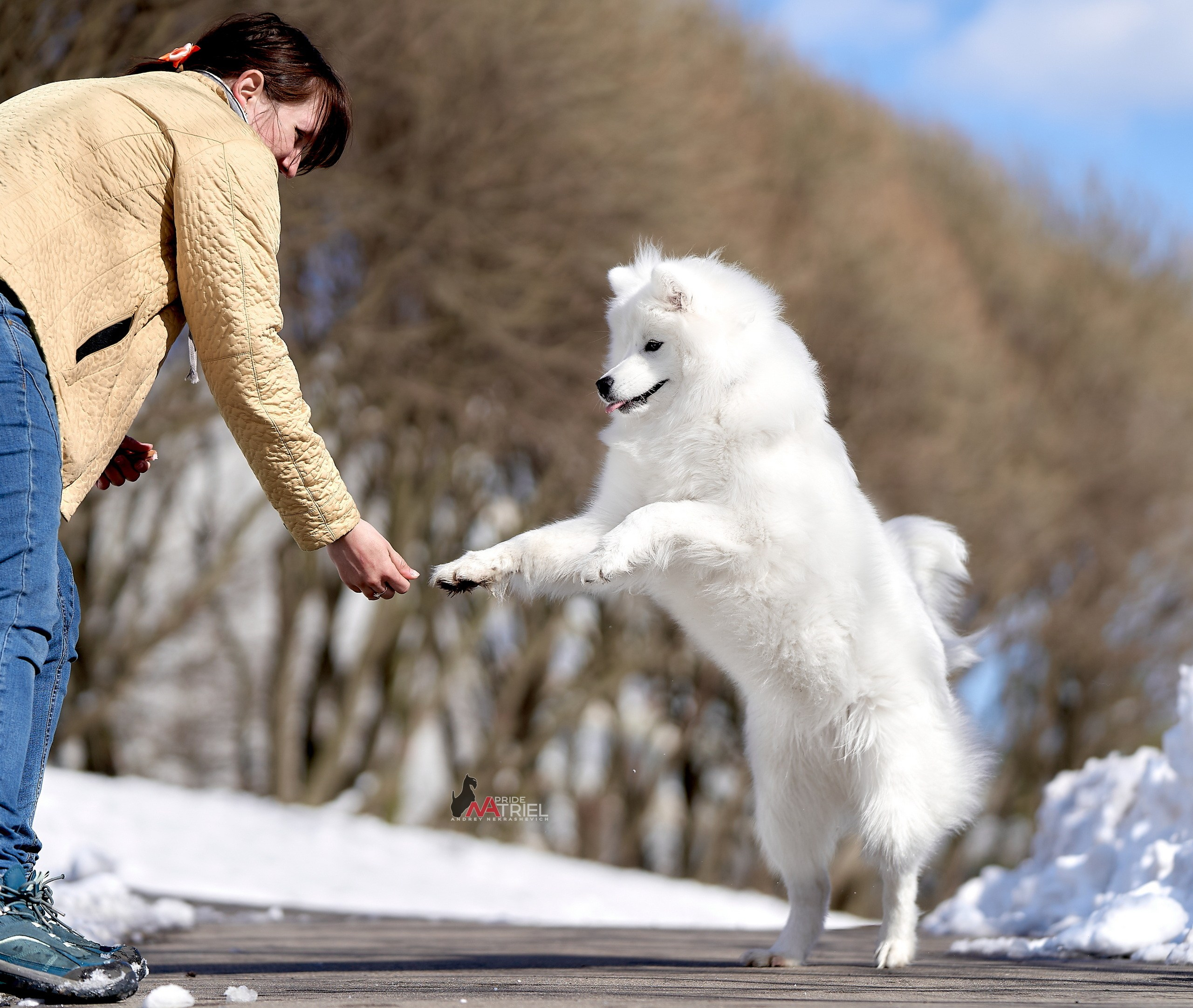 Собаки и Люди — галерея NATRIEL