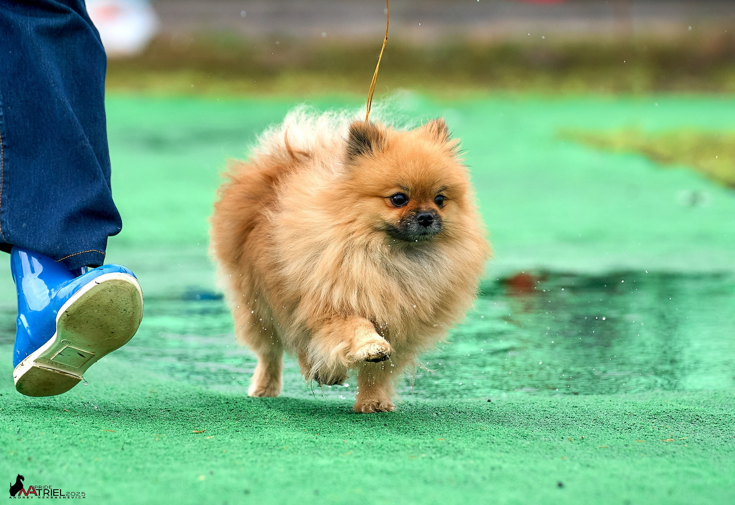 Репортаж с выставки собак