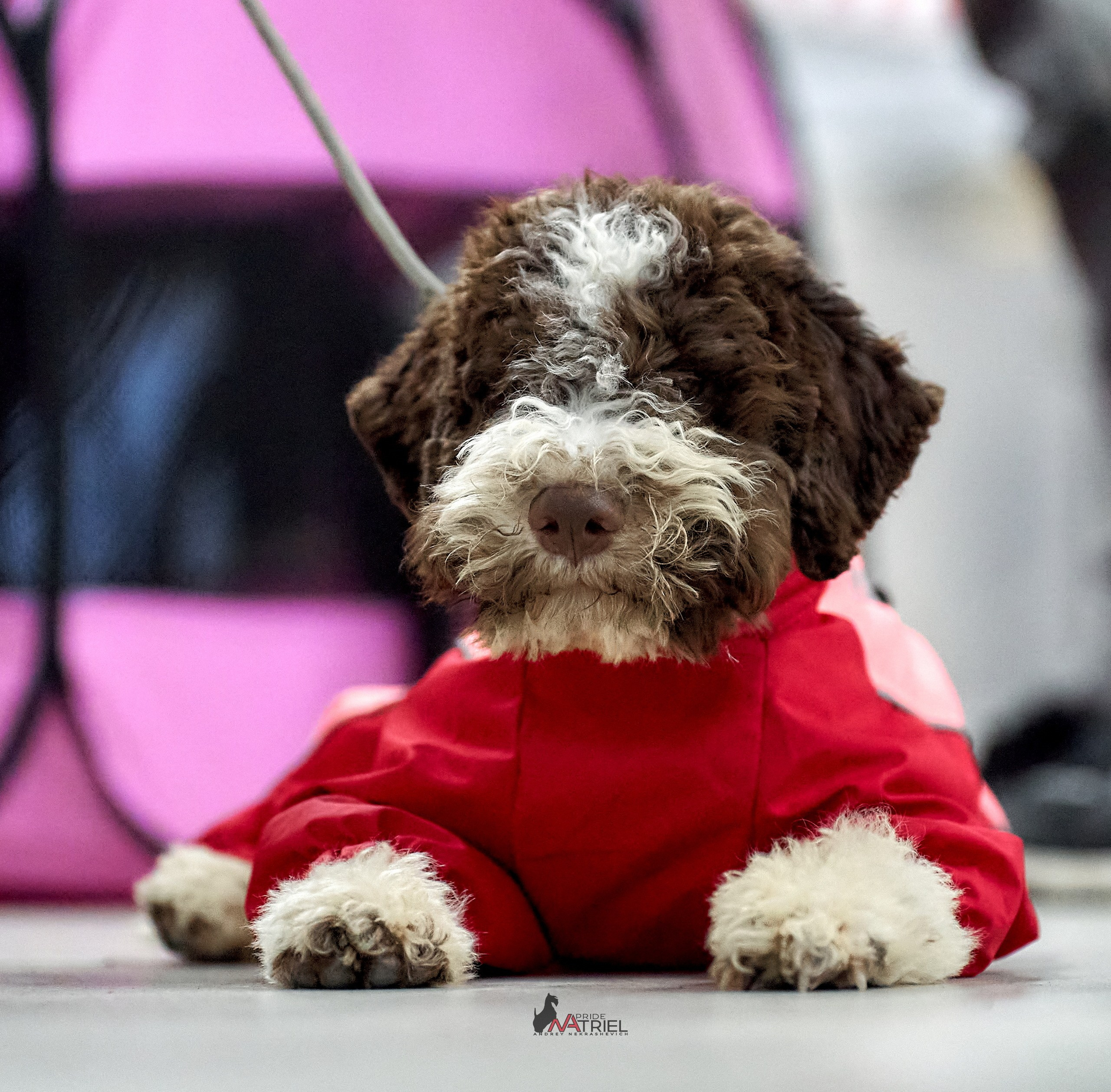 Портреты собак — галерея NATRIEL