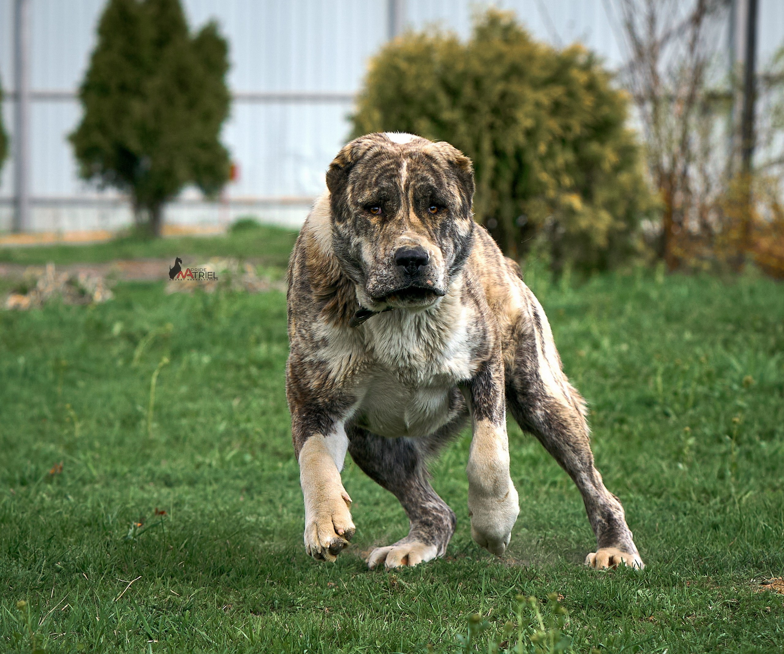 Среднеазиаты — щенки и взрослые