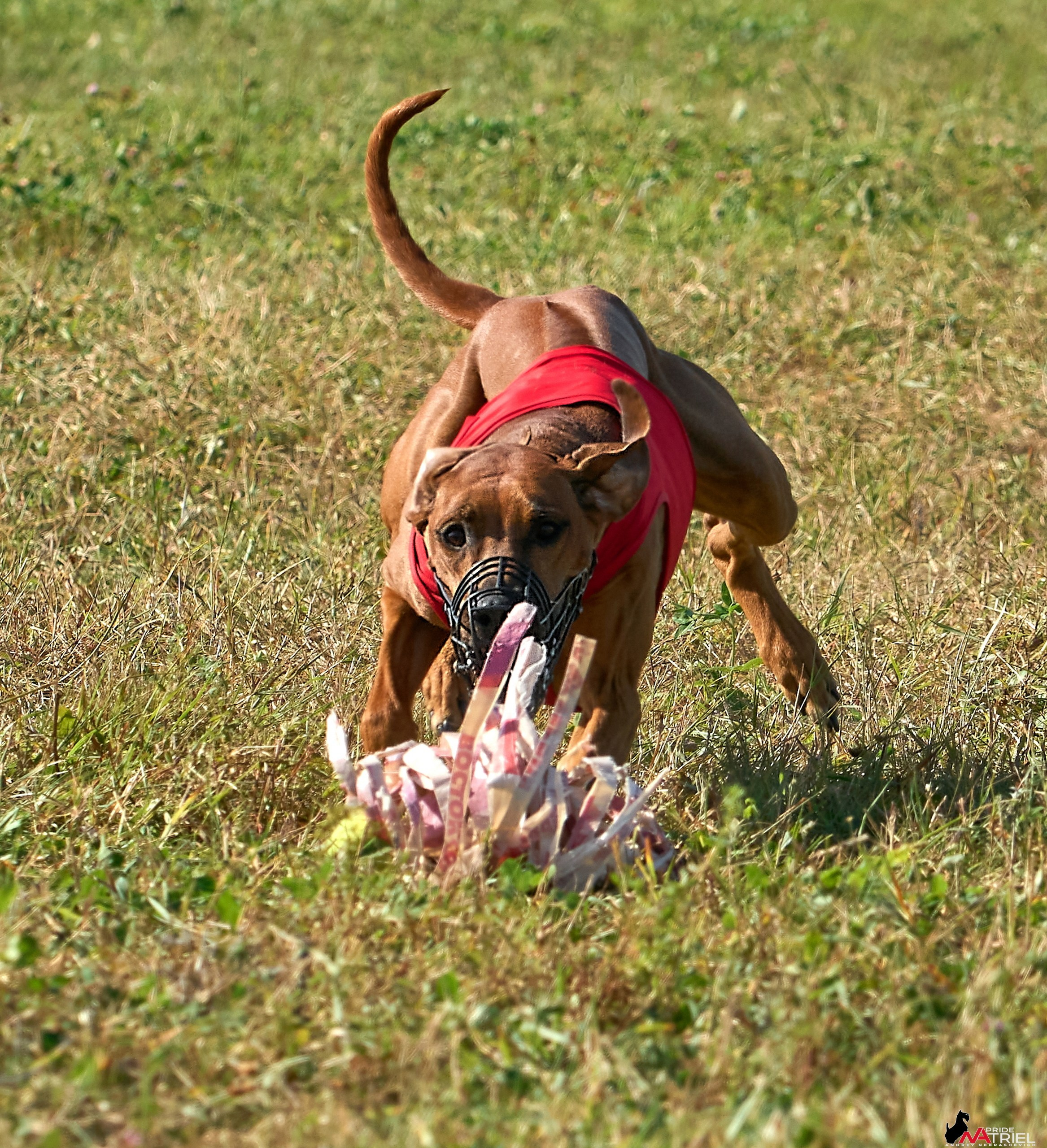 Съемка курсинг — галерея NATRIEL