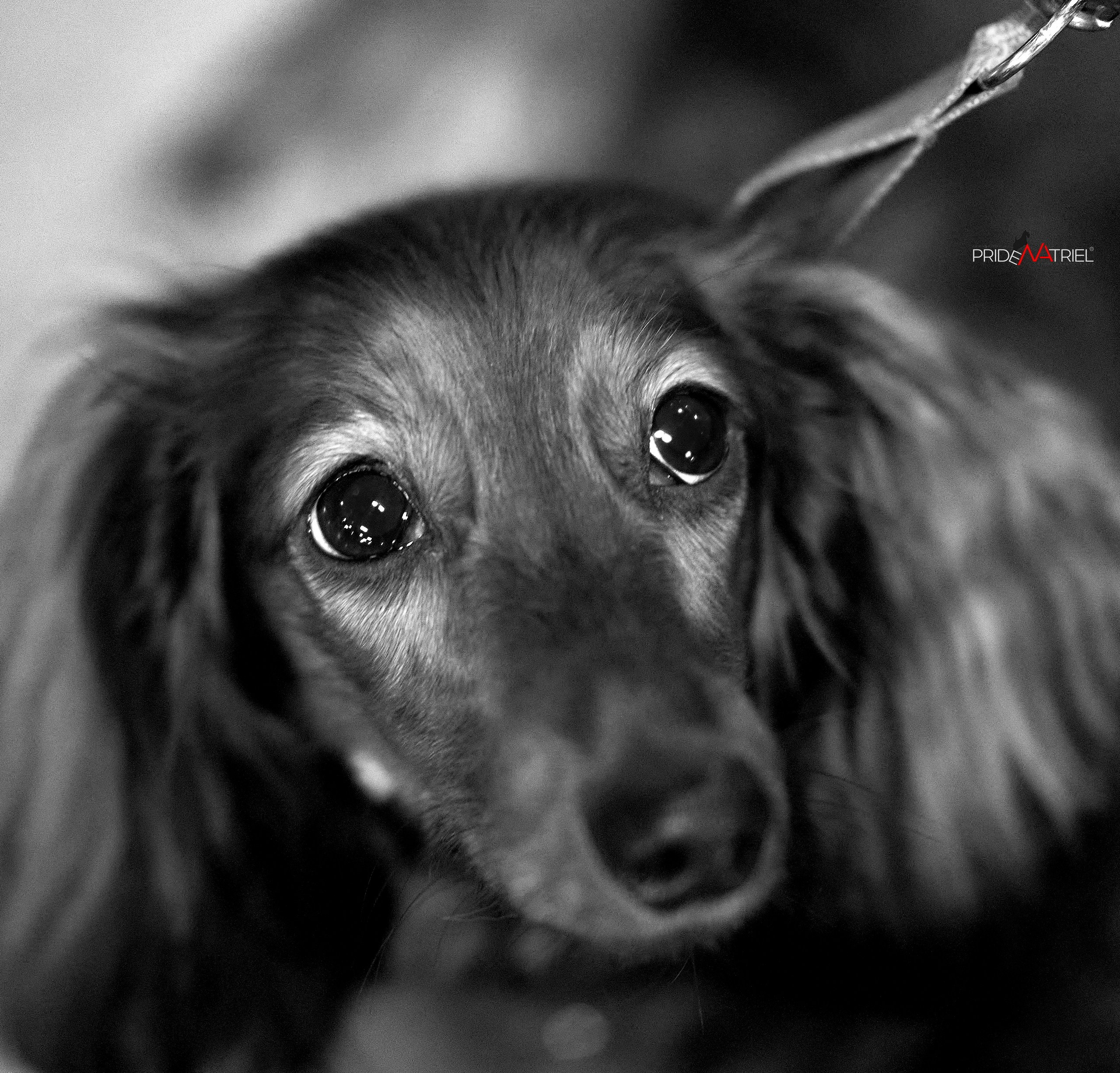 Портреты собак — галерея NATRIEL