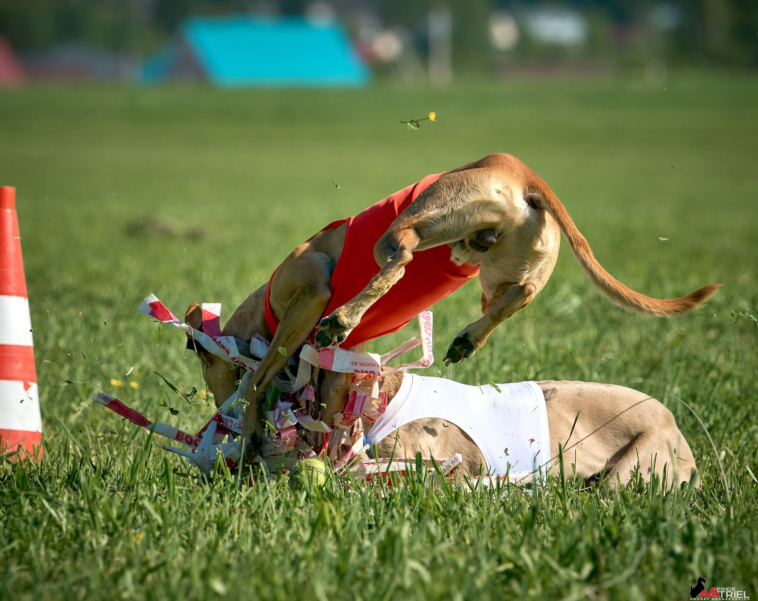 Съемка курсинг — галерея NATRIEL
