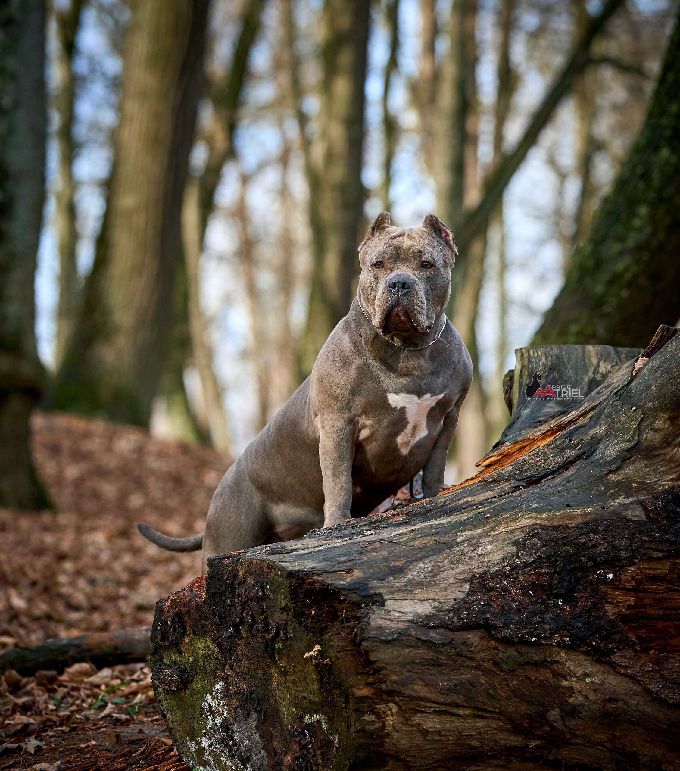 Портреты собак — галерея NATRIEL