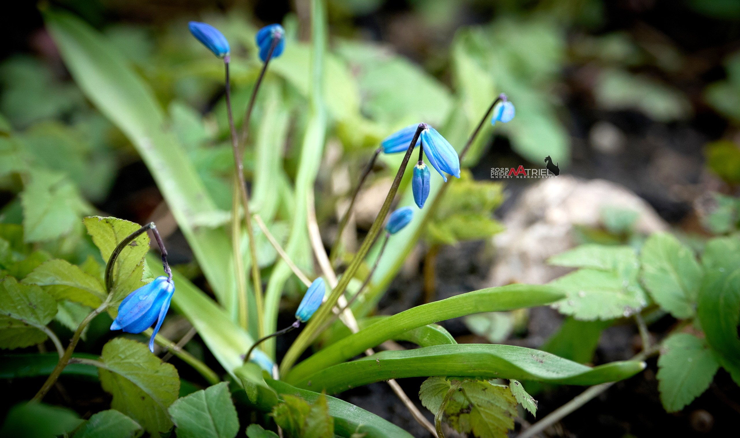 Природа в апреле