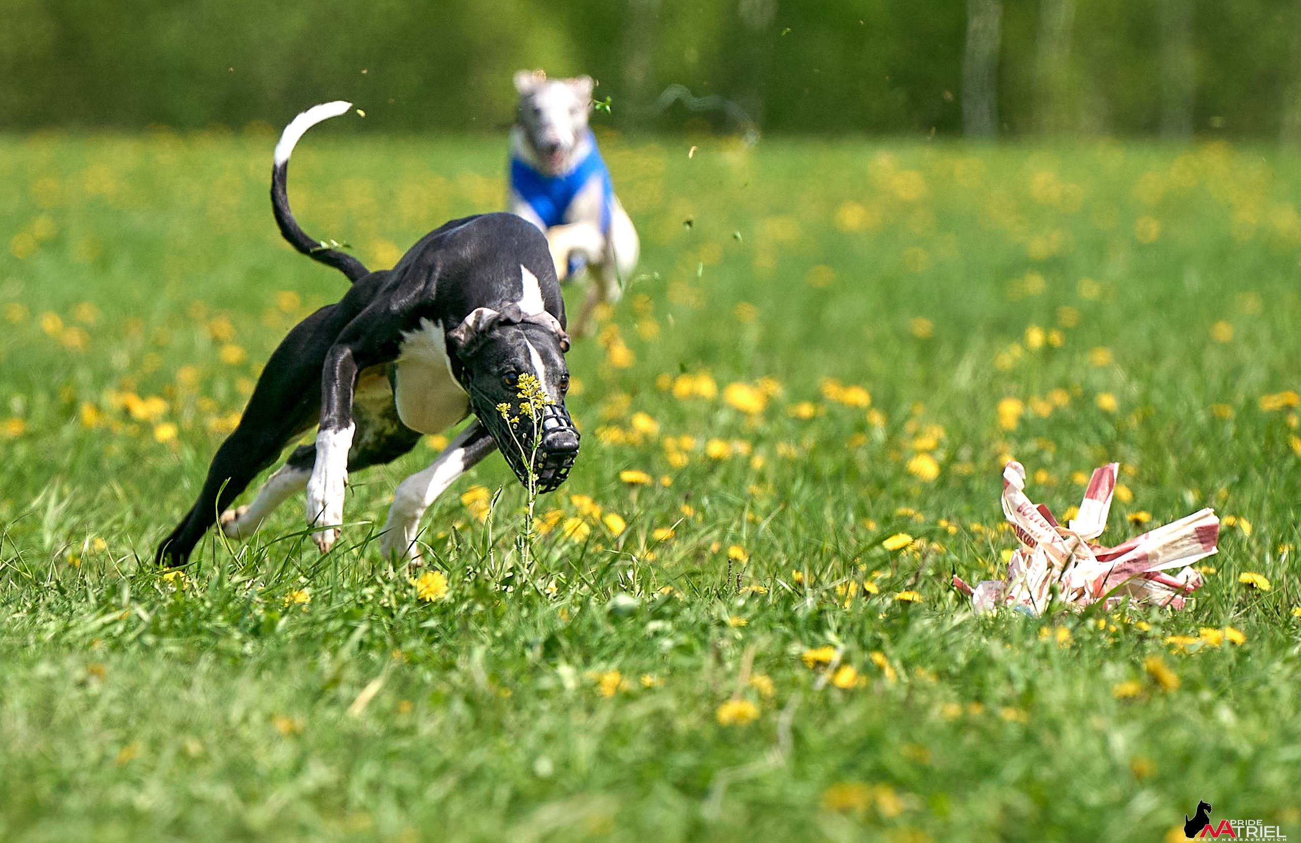 Съемка курсинг — галерея NATRIEL