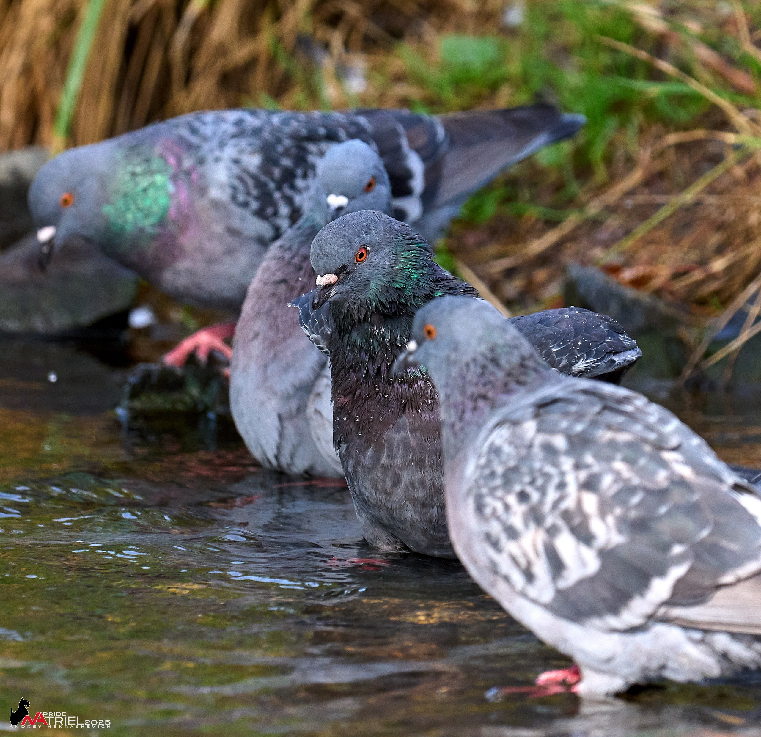 Съемка с объективом Sony 200-600 на камеру Sony A1m2